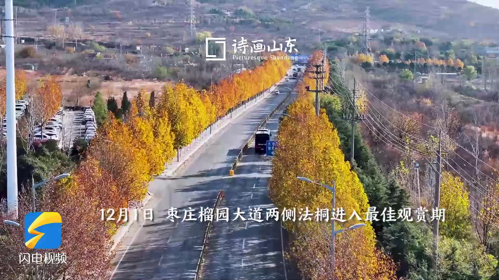 金黄红褐交织 枣庄榴园大道现斑斓风景线