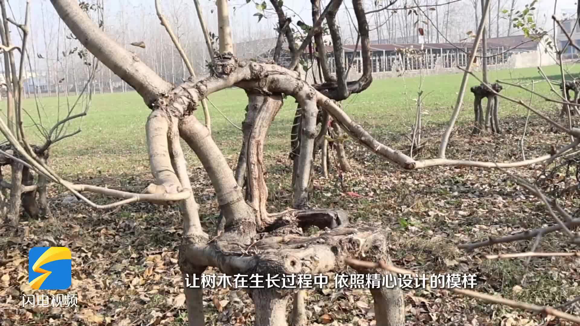 峄城区底阁镇 匠心培育自然座椅 老树艺赋能生态乡村振兴