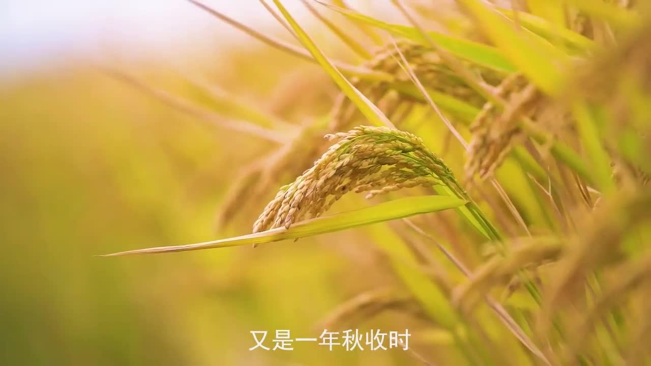 影视类：铜奖作品《又是一年秋收时 好客山东欢迎您》