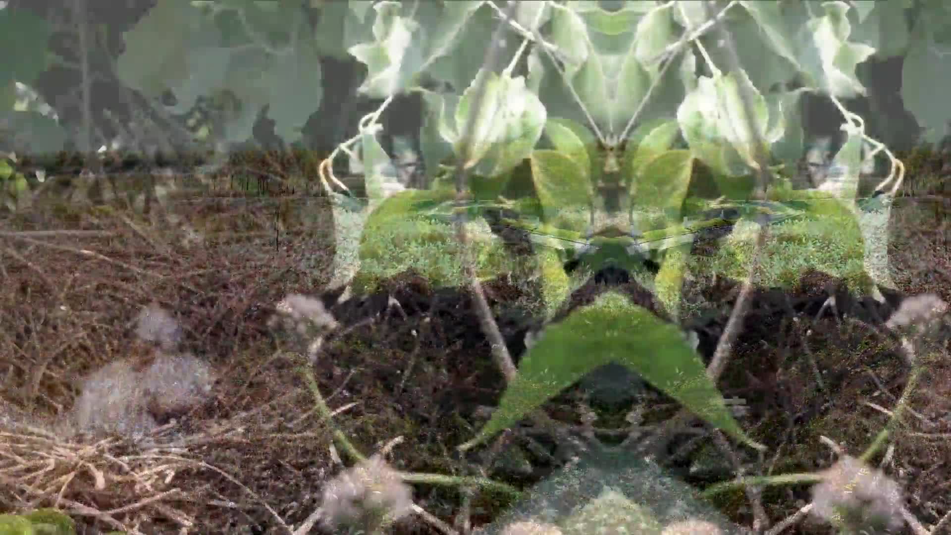 2023年度公益广告创新创意大赛影视类银奖获奖作品：《岱青海蓝齐鲁地 万物共生好家园》