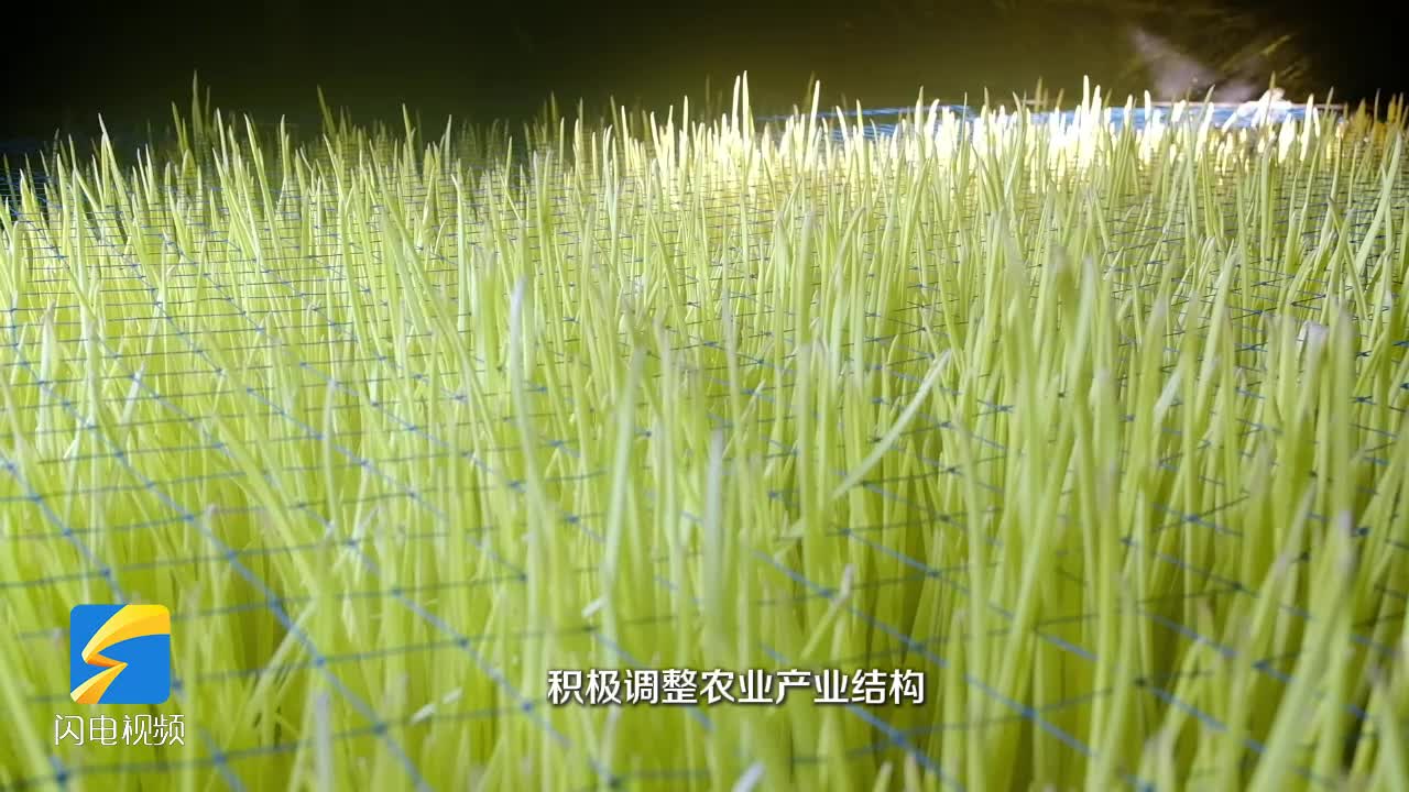 枣庄市市中孟庄镇大棚蔬菜喜迎丰收 村民冬日采收忙增收