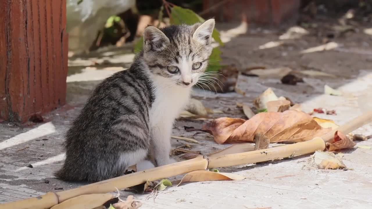 2024年度公益广告创新创意大赛影视类铜奖获奖作品：《天使宋美丽》