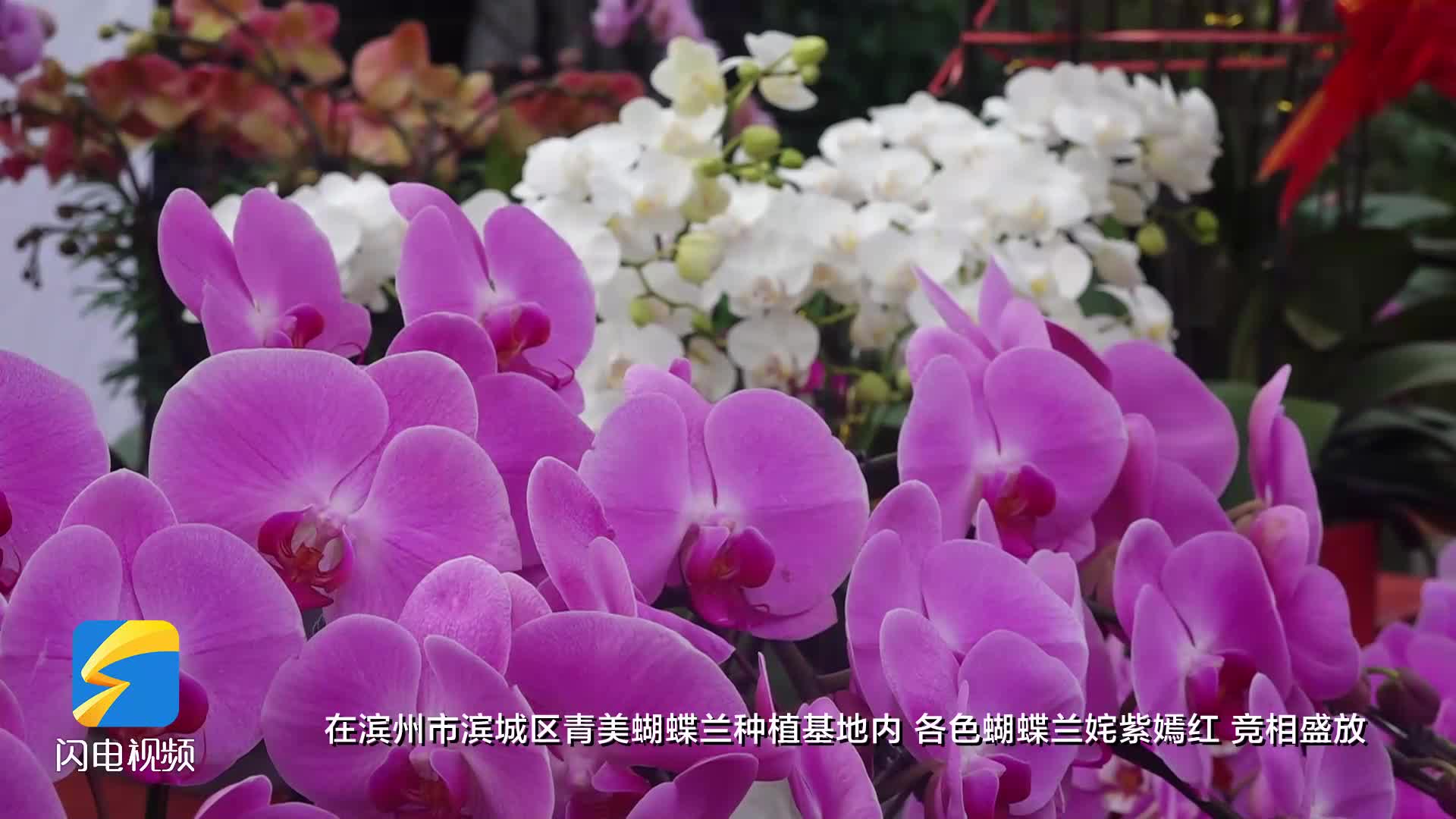 节前看消费 | 滨州：蝴蝶兰绽放 年宵花市迎消费高峰