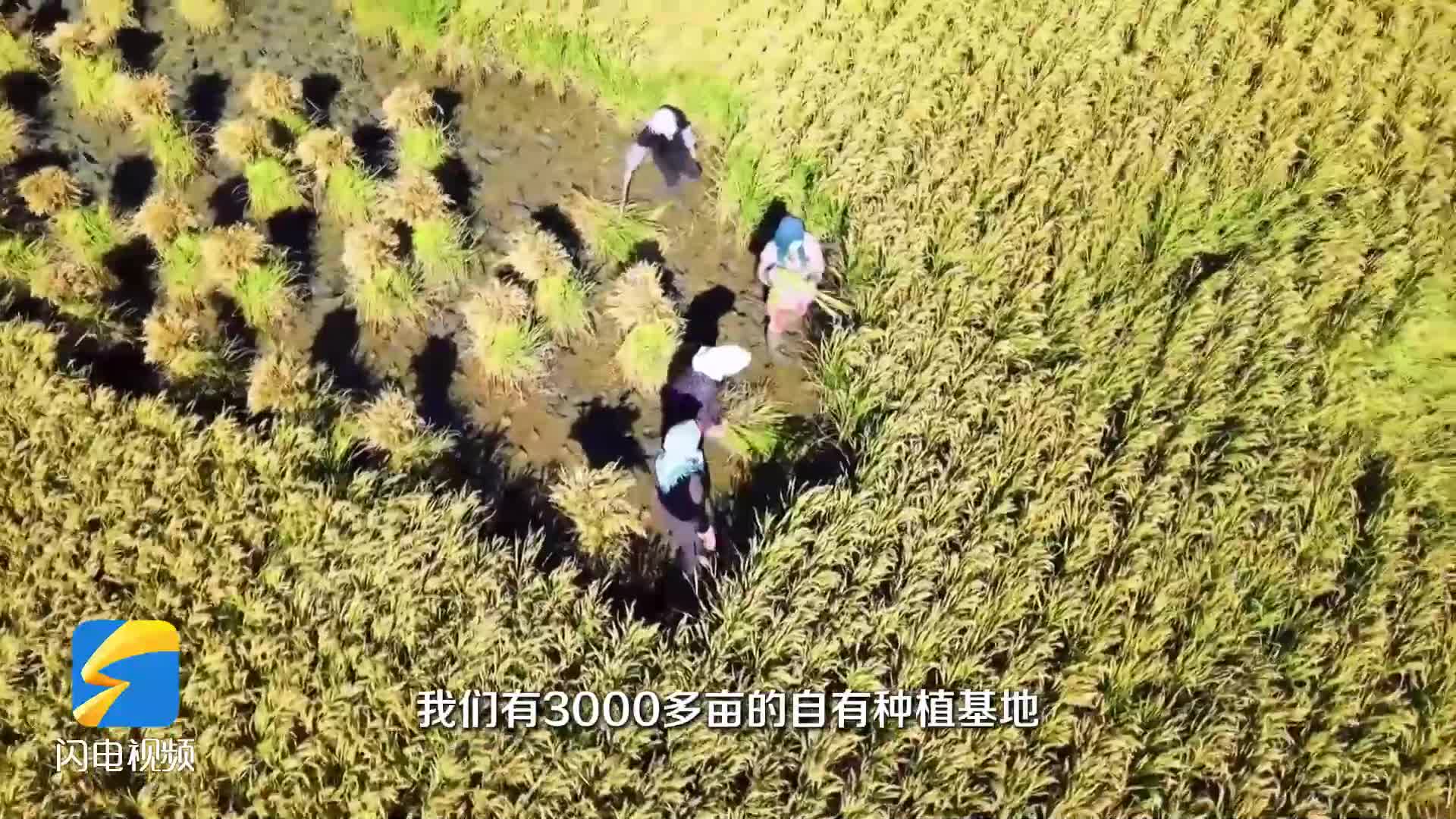 老字号·新味道丨滨州丰香园：从小作坊到全球大市场 小芝麻远销海内外