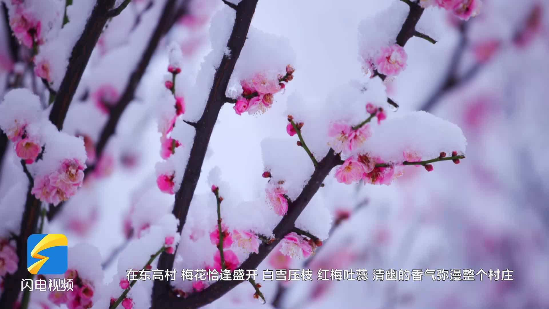 邹平：春雪映红梅 美景入画来