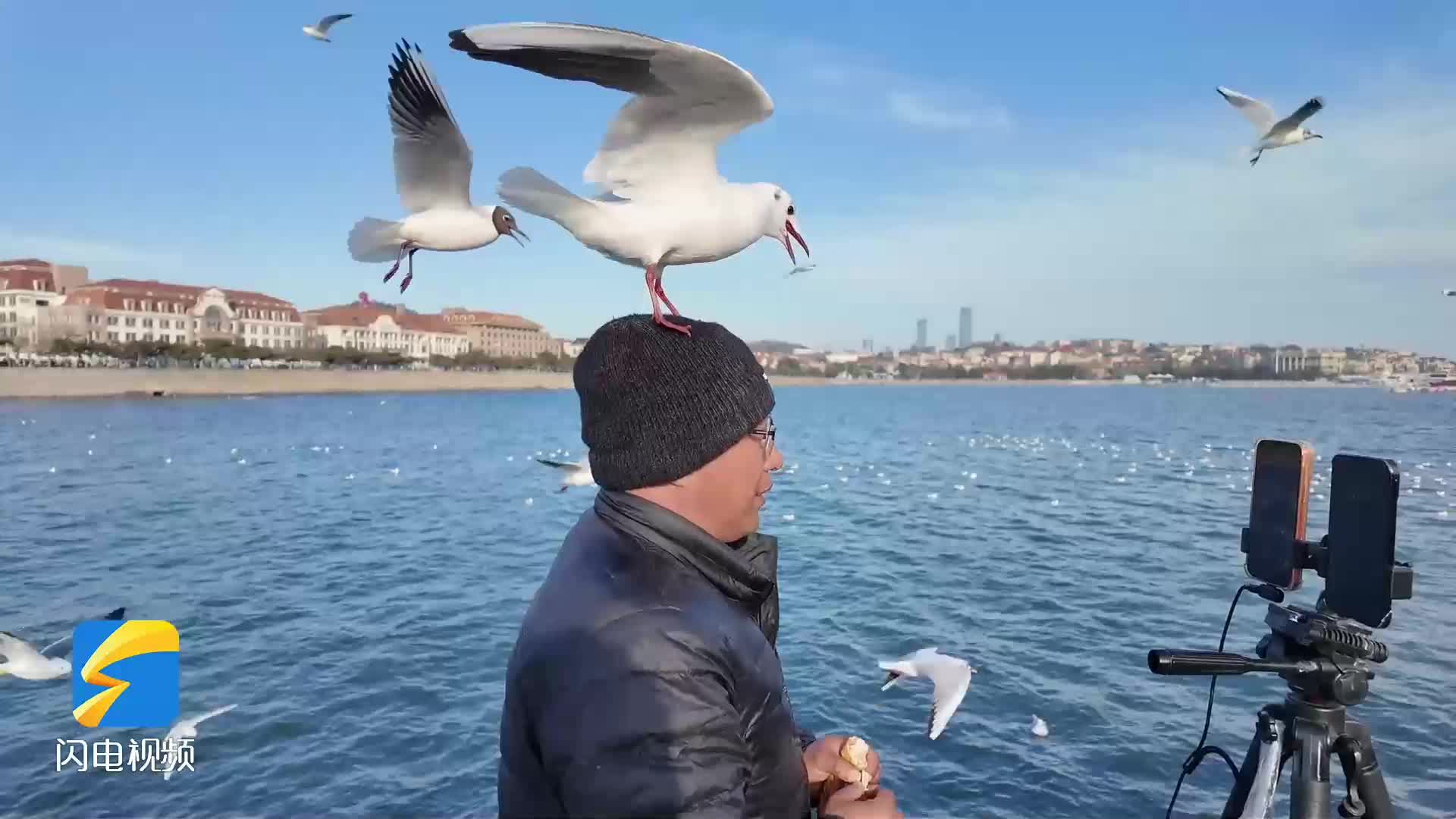 春日惜别越冬精灵 青岛栈桥万鸥北归进入倒计时