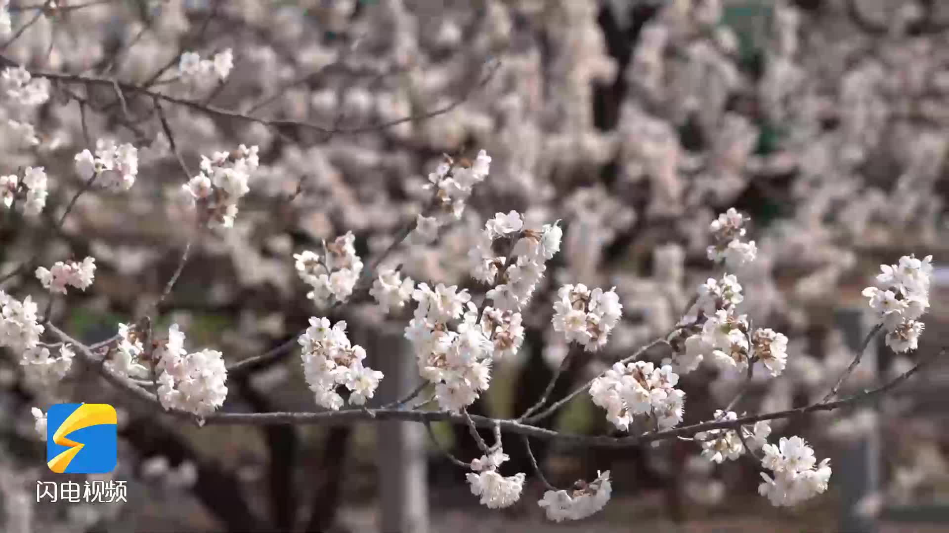 来青岛杨家山里乡村振兴片区，遇见最动人的春天！
