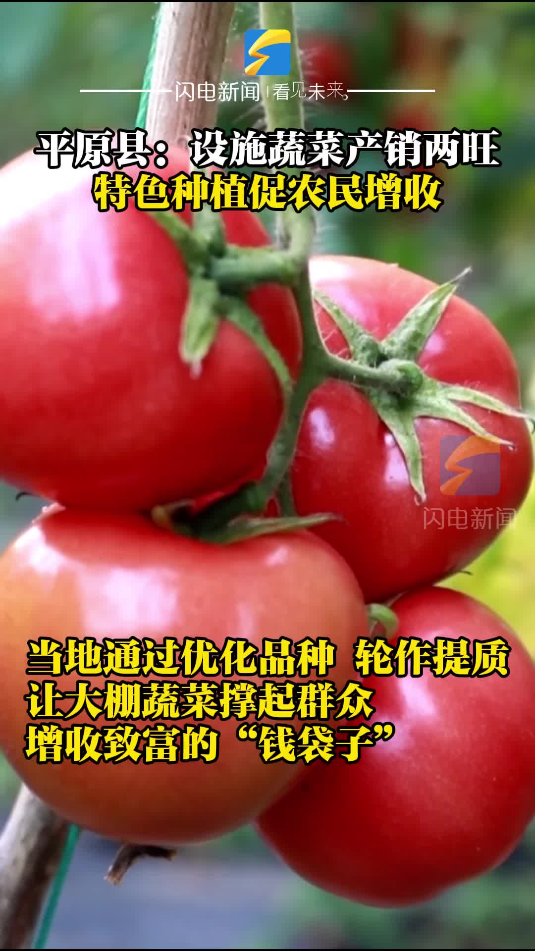 平原县：设施蔬菜产销两旺 特色种植促农民增收