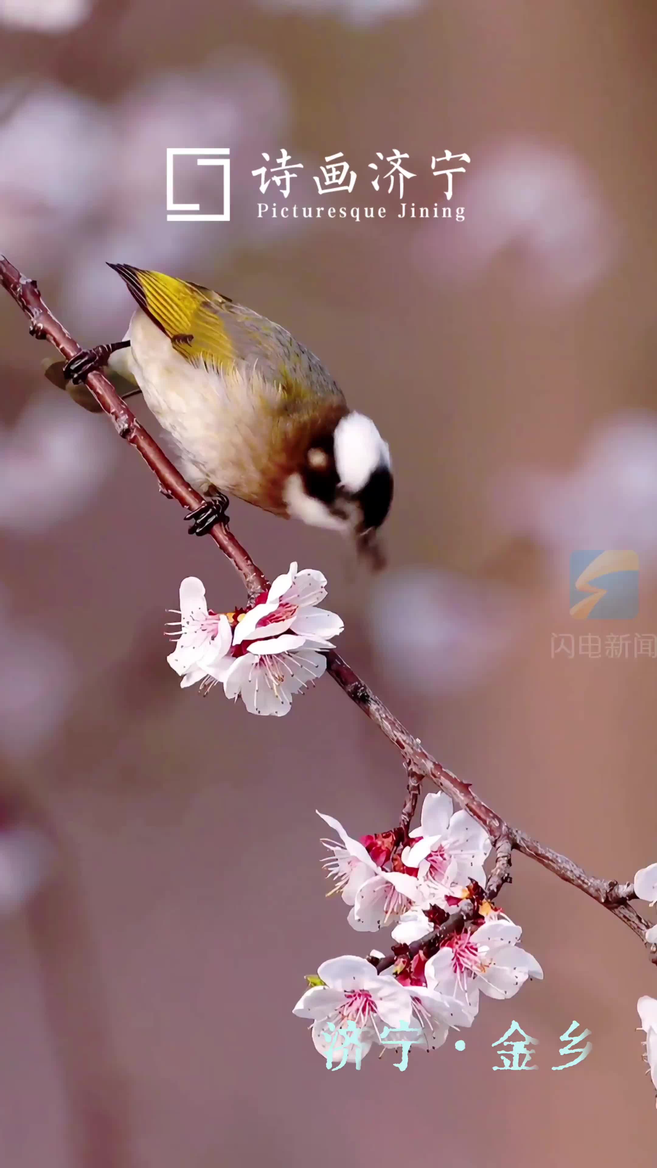 诗画济宁｜春归万物 花鸟相迎