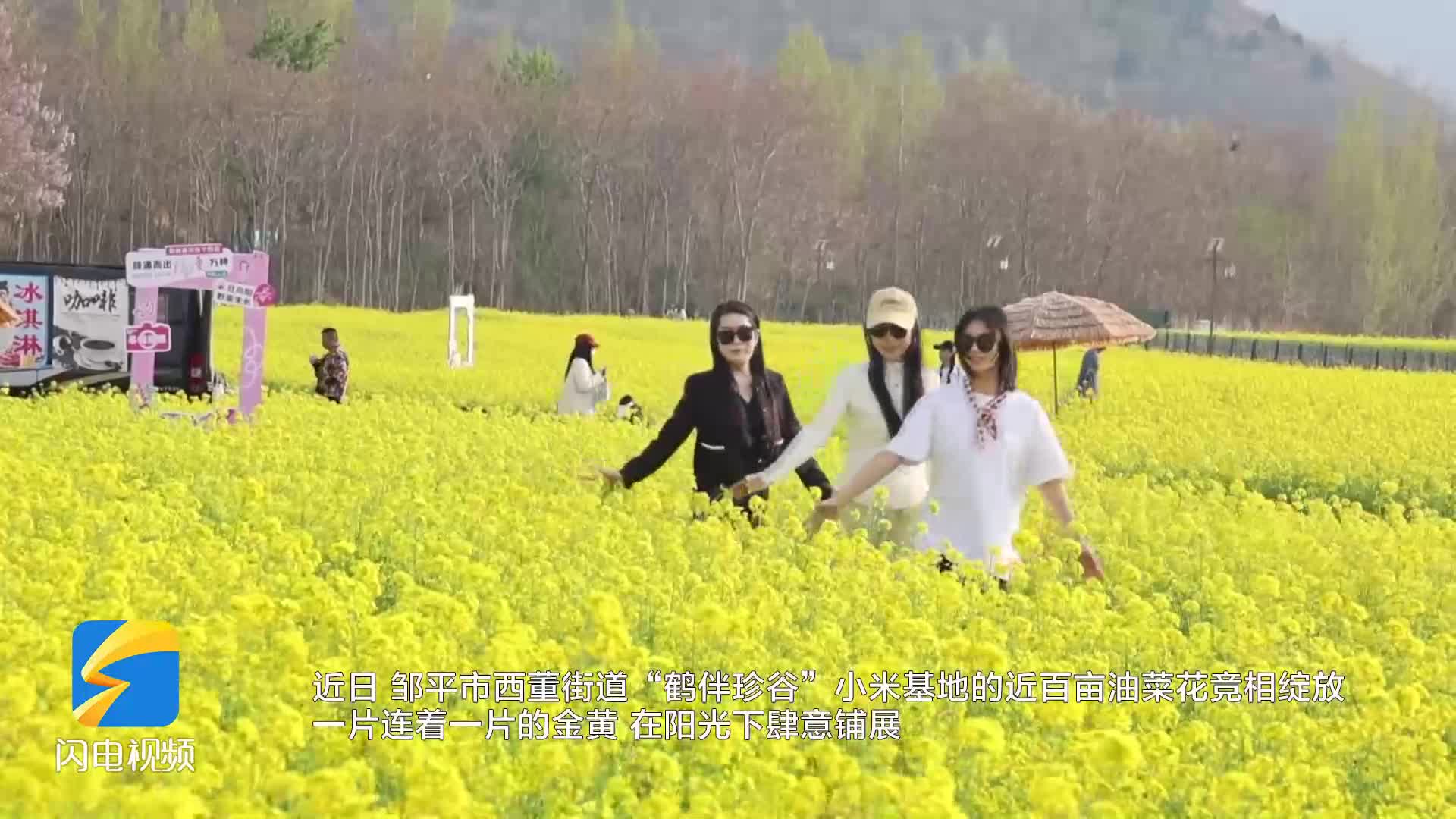 邹平：百亩油菜花开 绘就春日田园新景