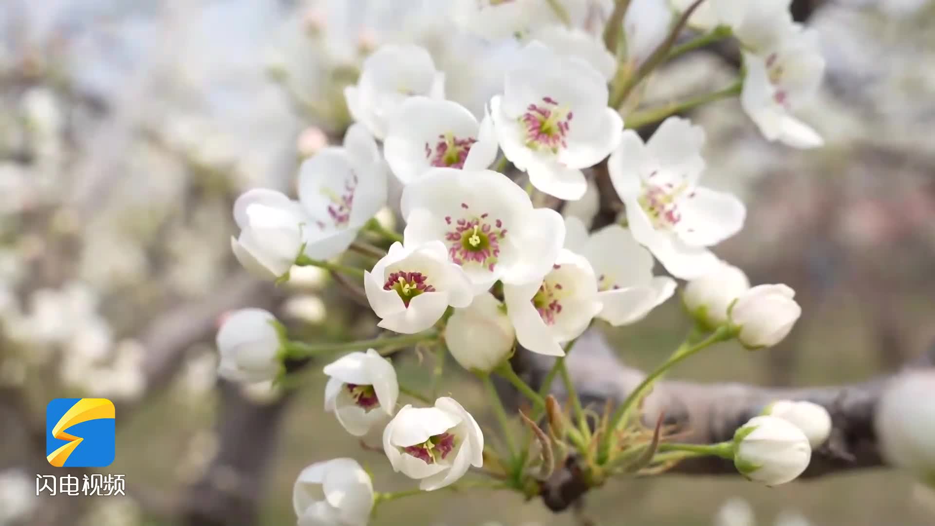 滨州：阳信十万亩梨花会启幕 发放74万元消费券带火“赏花经济”