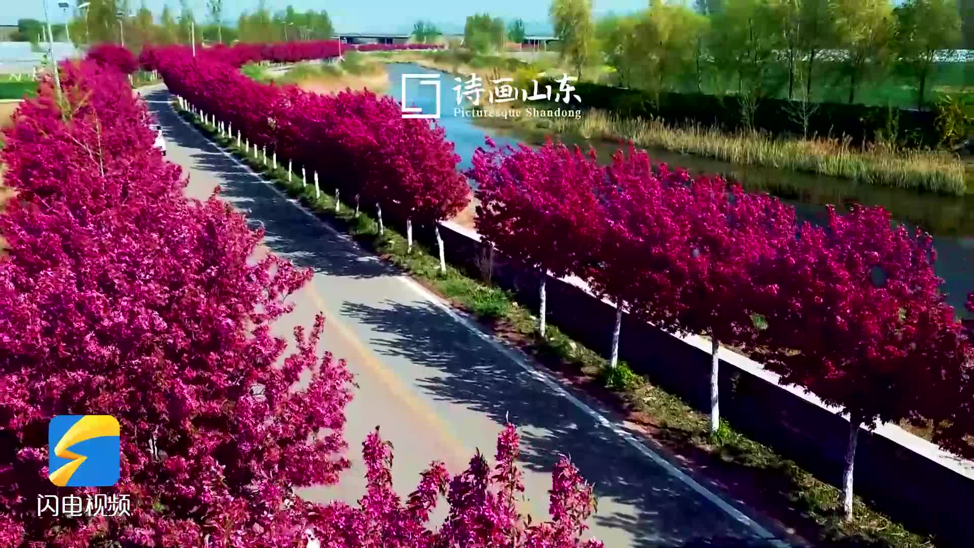 千株海棠竞相绽放 来枣庄薛城沙河绿道解锁春日限定浪漫