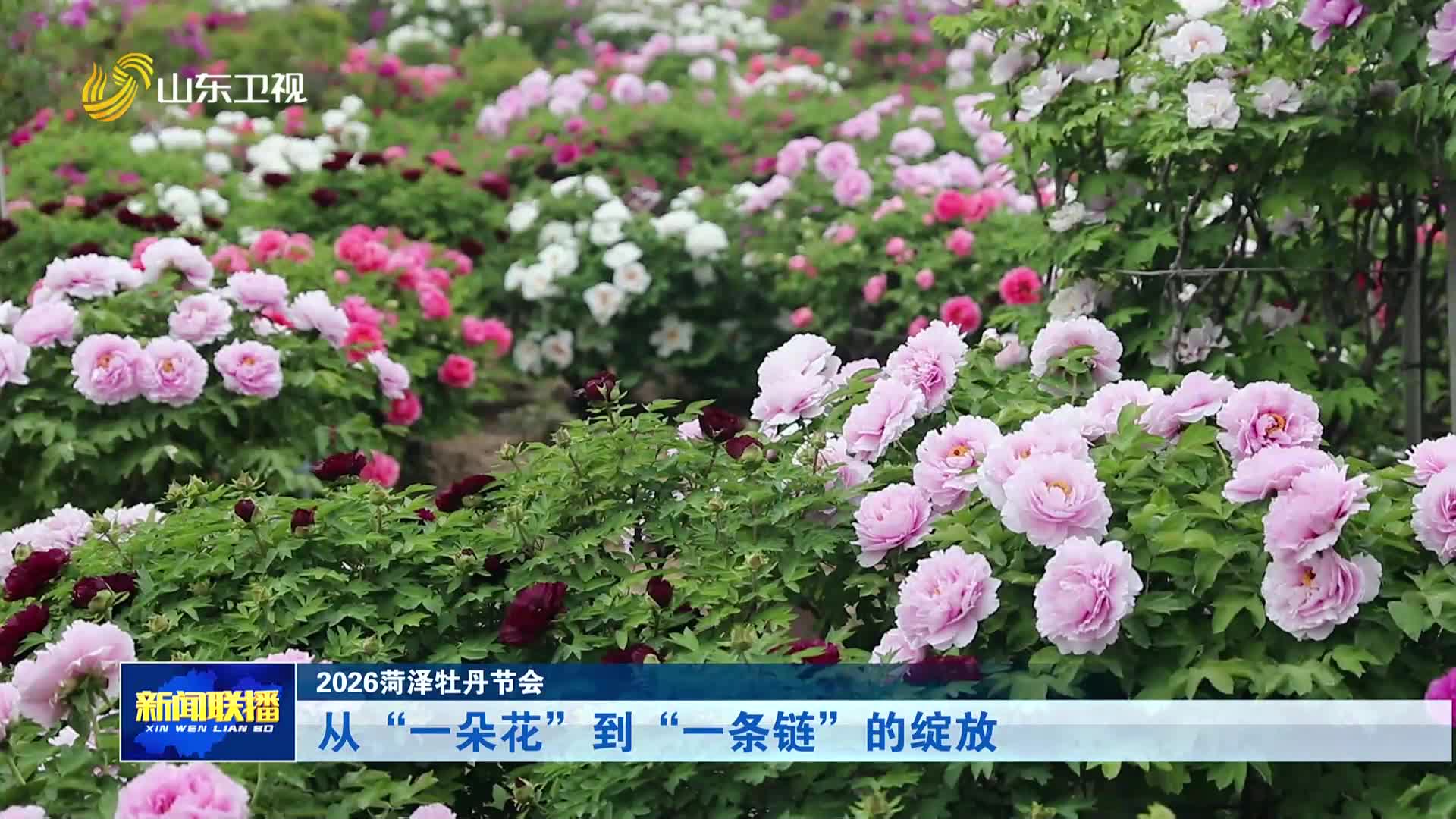灼言丨一朵花如何“链”动世界