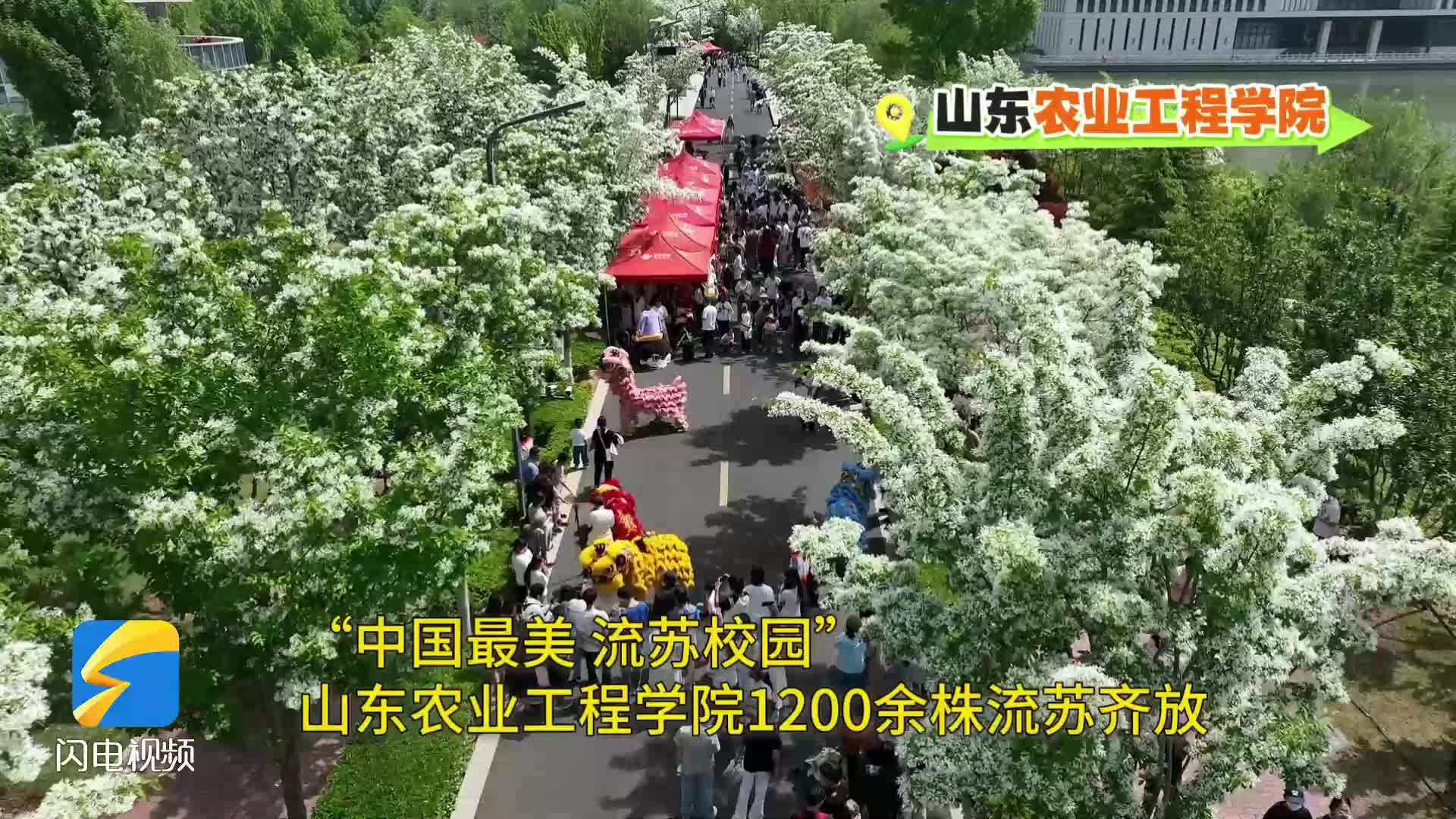 淄博打卡新地标！山东农业工程学院千余株流苏齐开美成四月雪