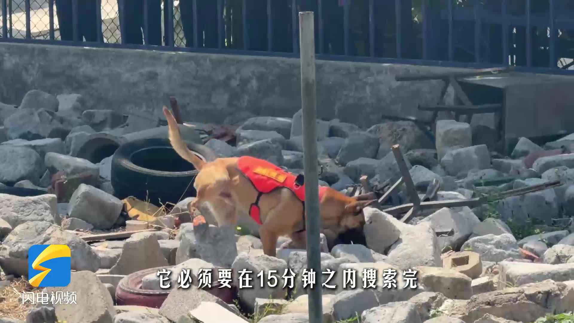 “汪汪队”大比拼 一起来看看飒爽的搜救犬们的比拼现场吧！