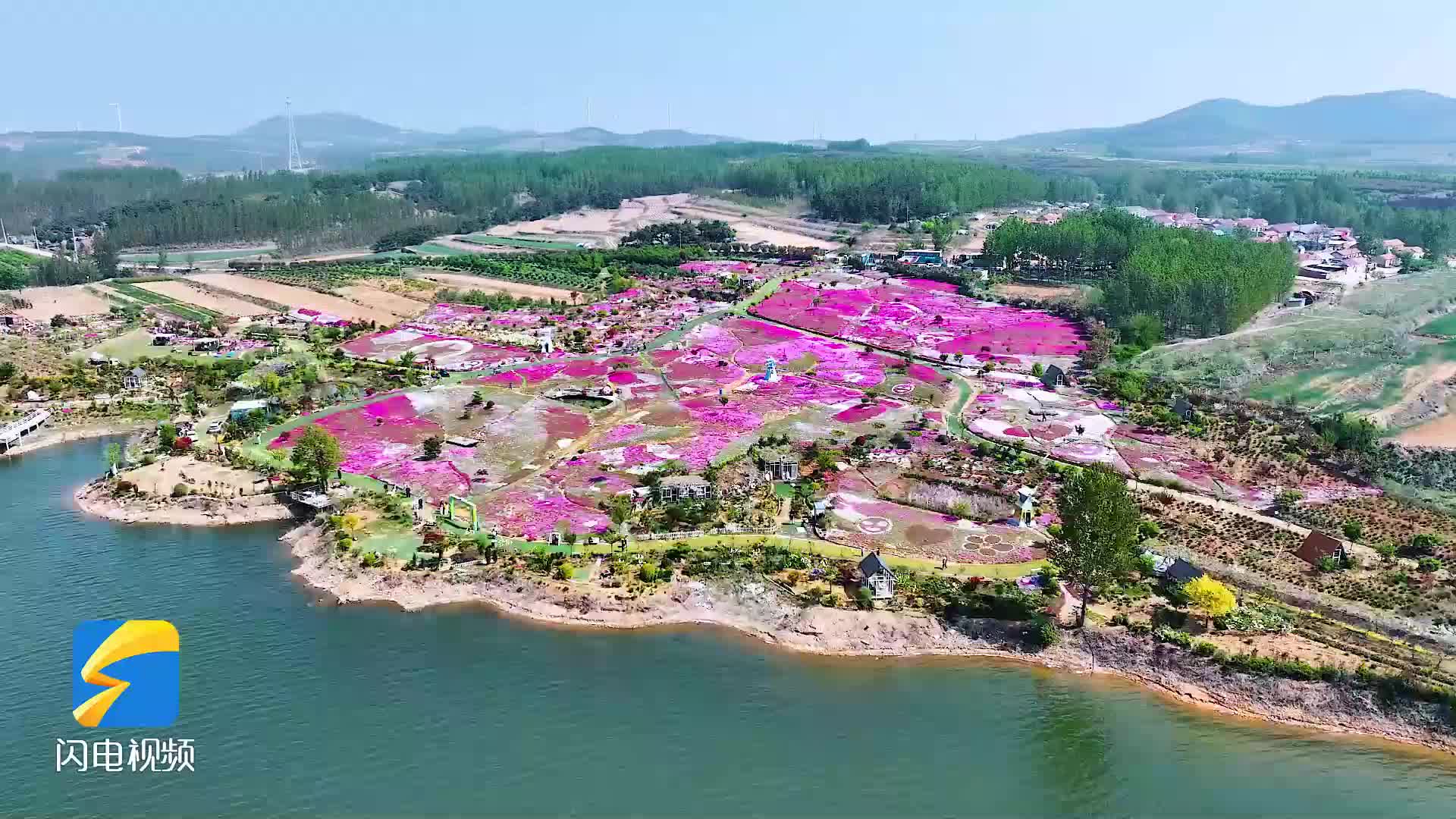 不设舞台的赏花季!青岛西海岸新区邀你在花海中自由撒野