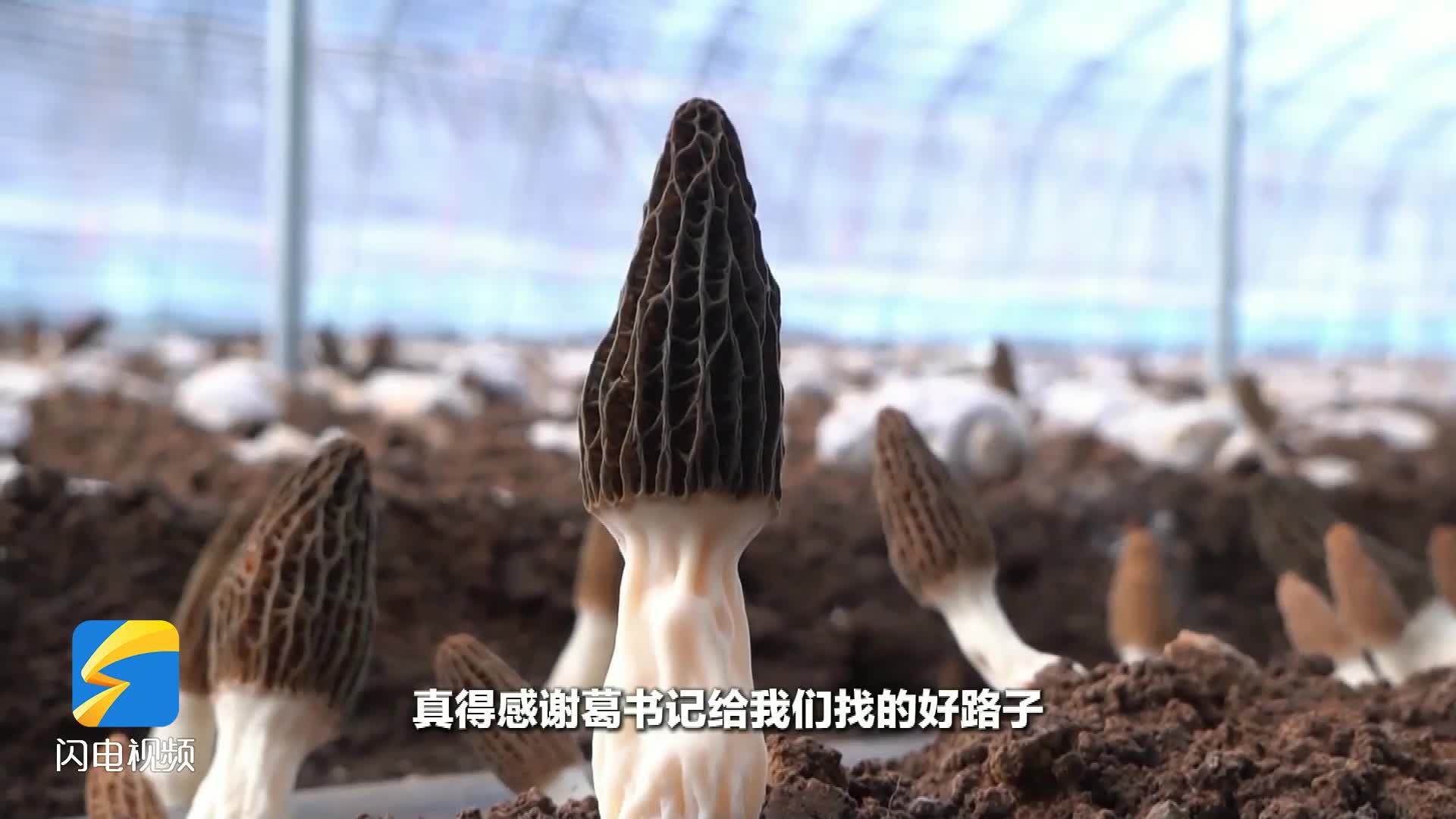 【我们村的“网红”】“羊肚菌书记”解锁AI新玩法 数字分身直播带货 带动村民共富