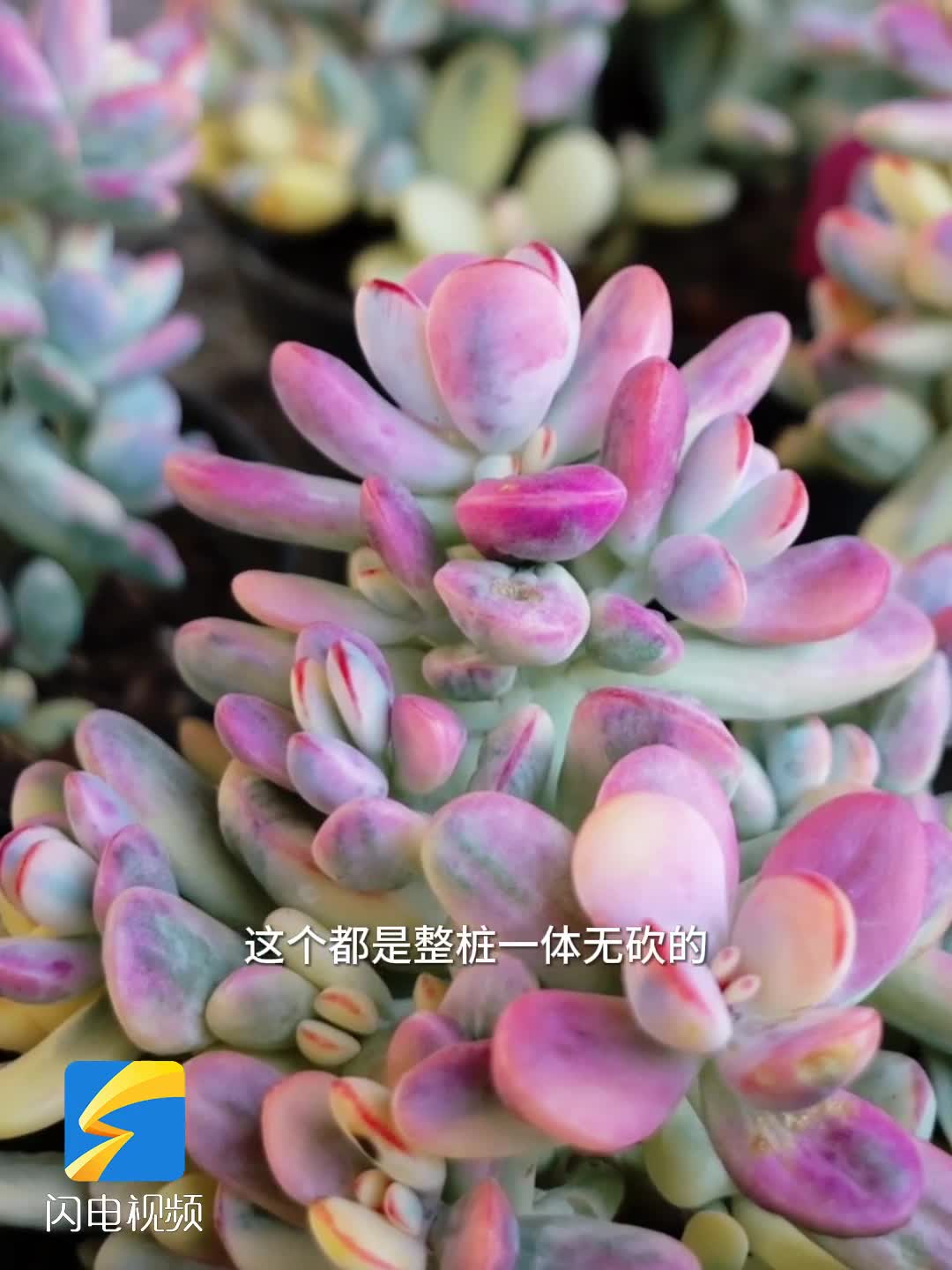 潍坊昌邑：“肉疙瘩”的致富经