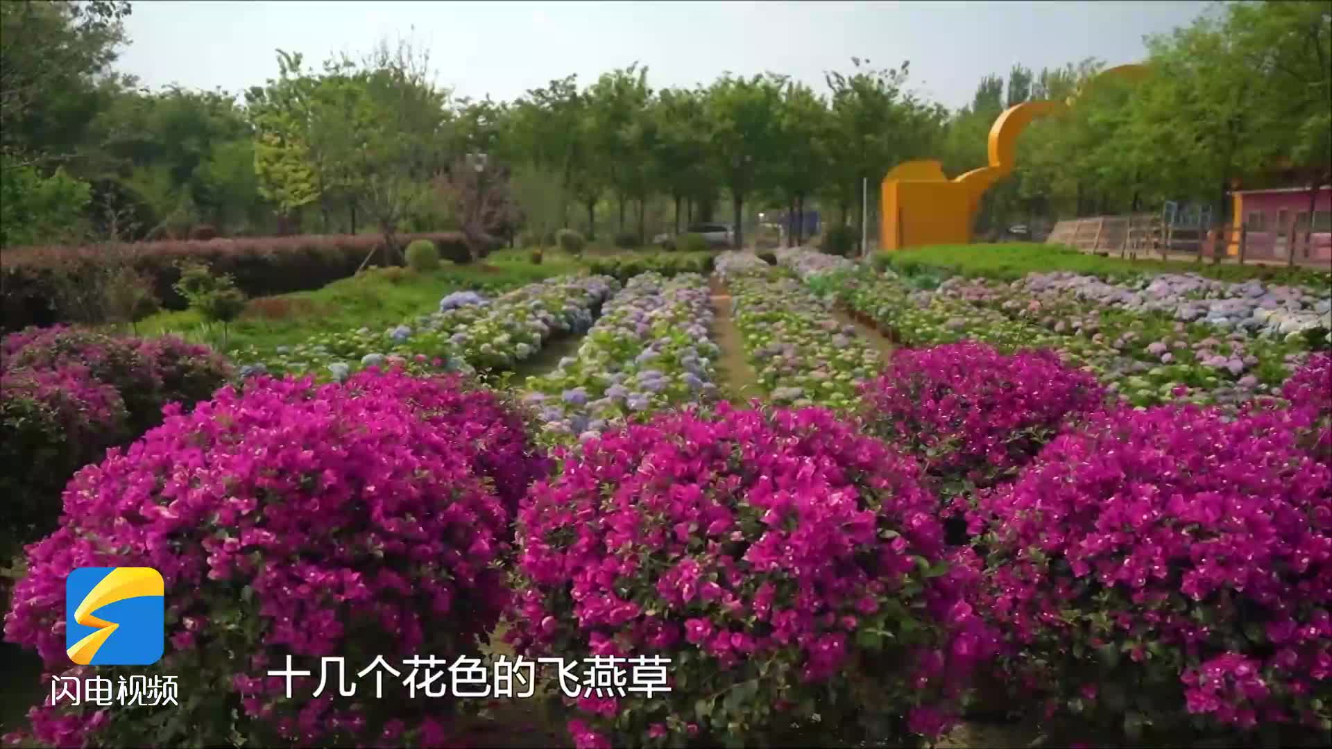 我们村的“网红”｜聊城石海子村：藏在乡野的繁花秘境 开出乡村振兴“致富花”