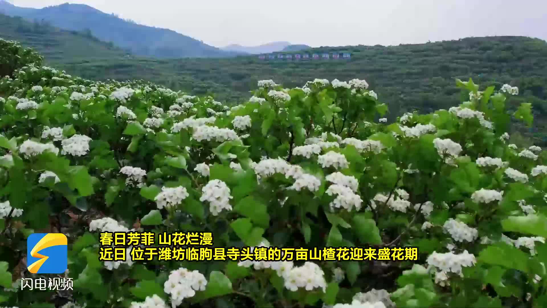潍坊临朐：万亩山楂花竞相绽放 花海如云“醉”春光