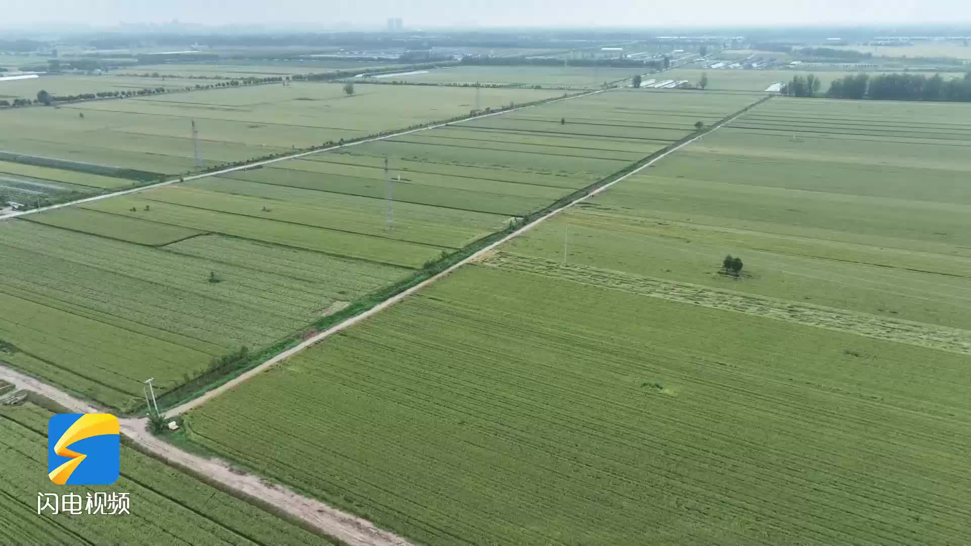 持续降雨考验小麦灌浆 山东多地分类施策全力护航夏粮稳产增收