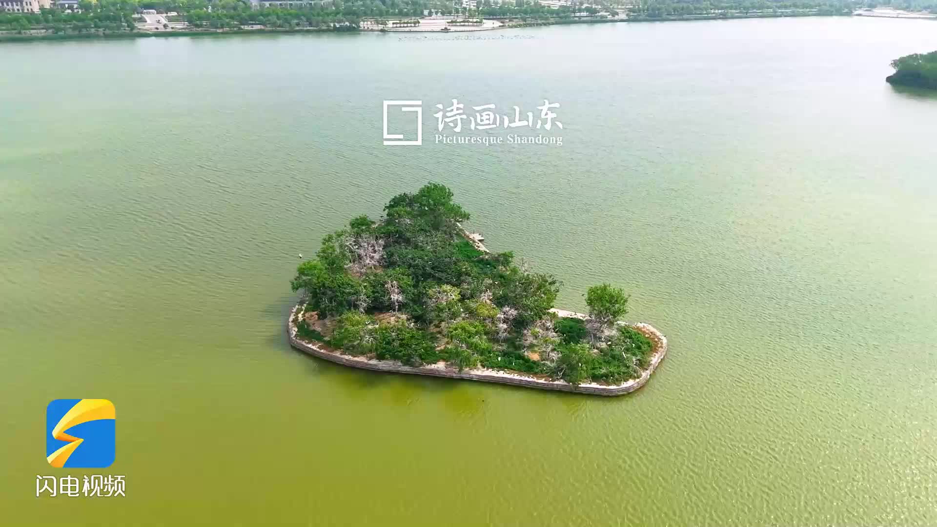 诗画山东｜清风入夏 在成武文亭湖与飞鸟共舞湖光