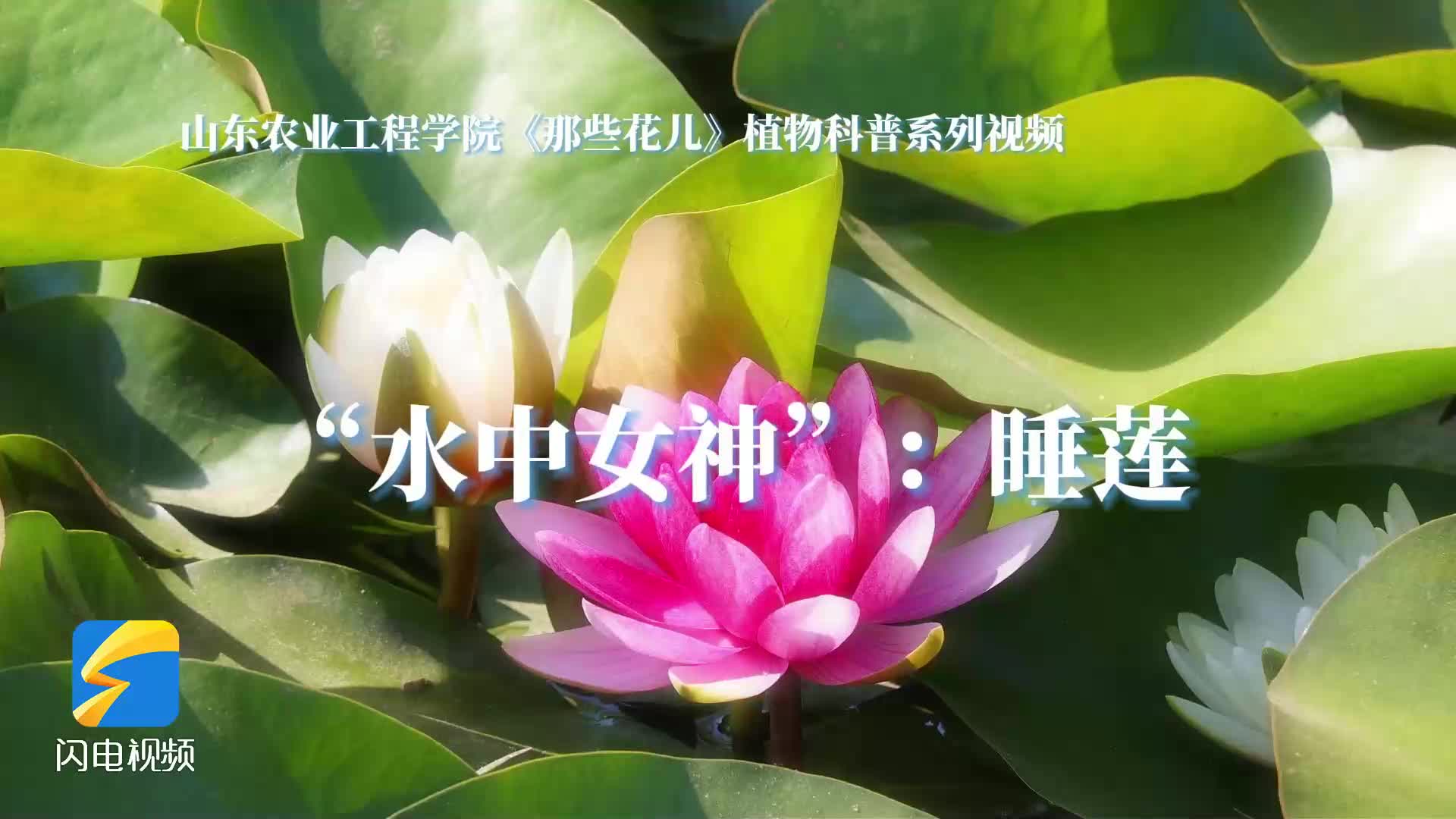 山东农业工程学院《那些花儿》植物科普系列视频解锁睡莲趣味知识