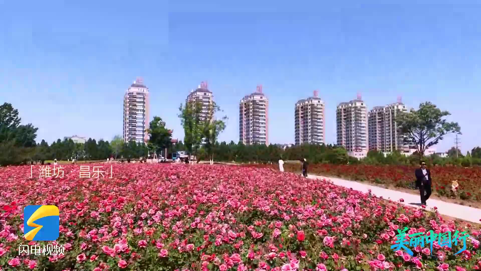 美丽中国行｜漫步昌乐月季花海 一路芬芳入怀