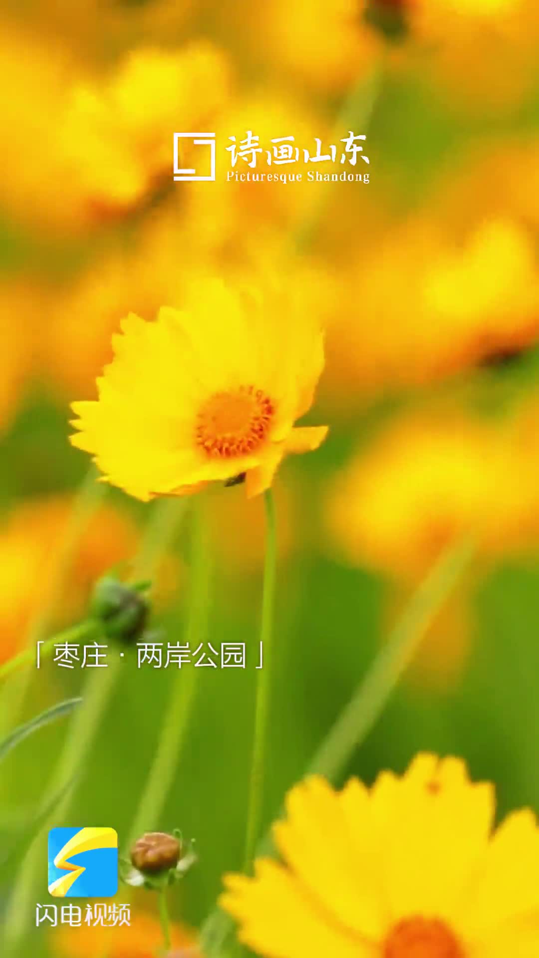 诗画山东｜台儿庄这片金鸡菊，是夏天“私藏”的金色童话