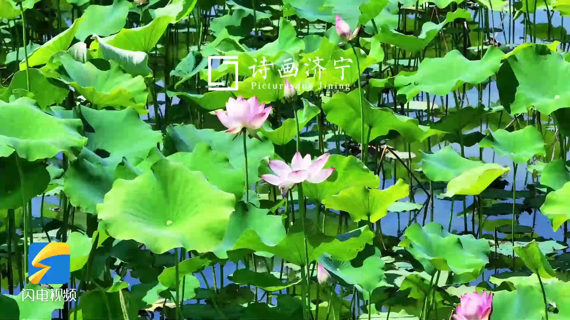 诗画济宁｜万亩荷花初绽 鱼台解锁夏日限定风光