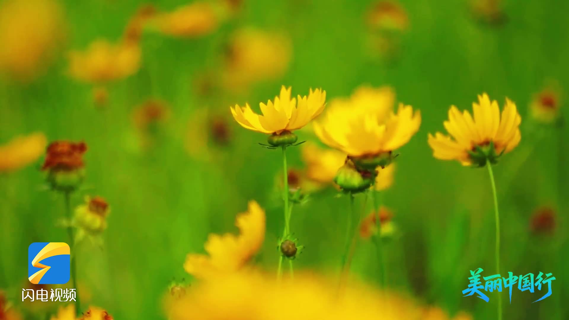 美丽中国行｜青州弥河畔 金鸡菊开出了夏天的模样