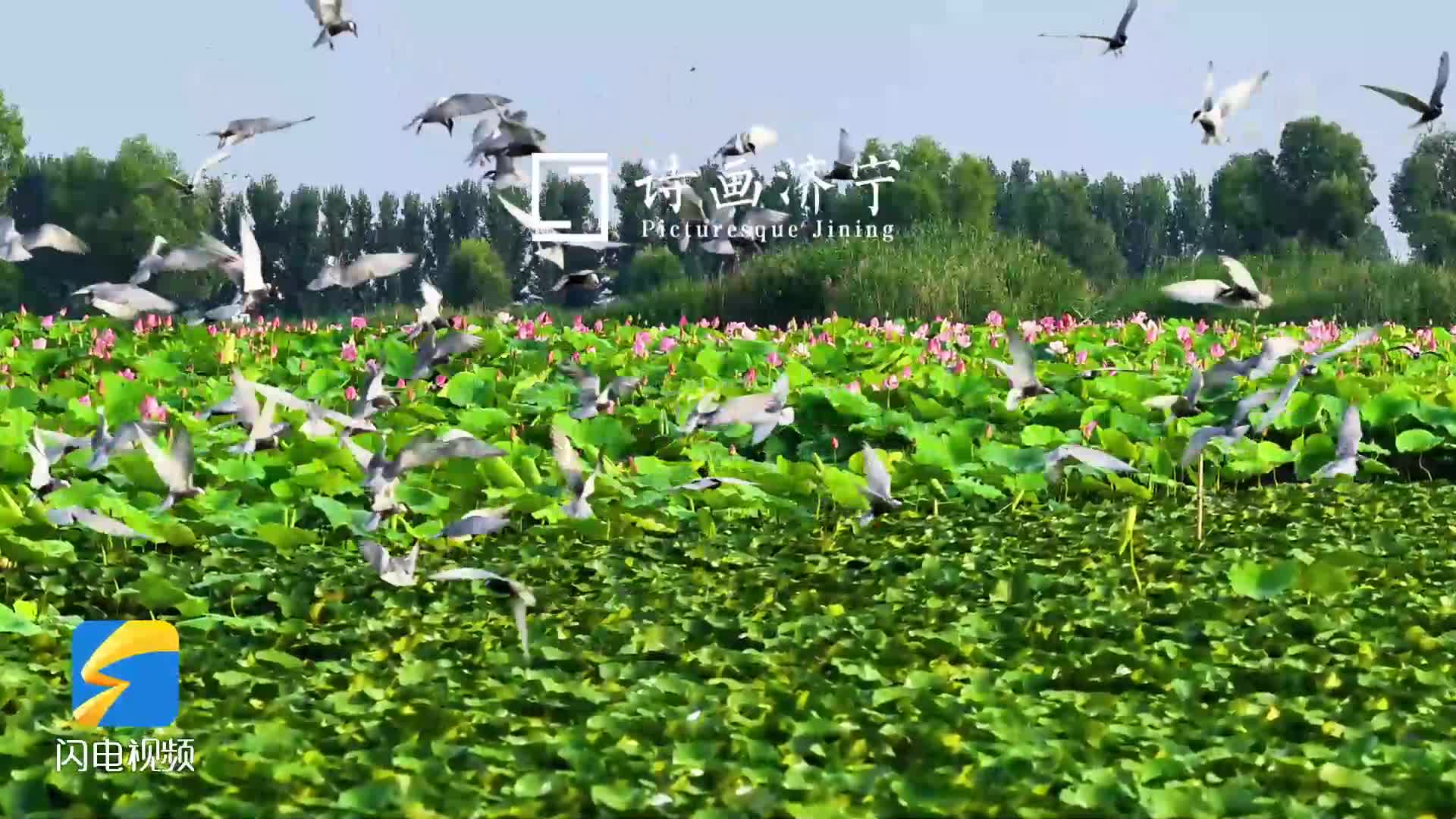 诗画济宁|荷风袅袅 水鸟翩飞 解锁微山湖独有的夏日诗意
