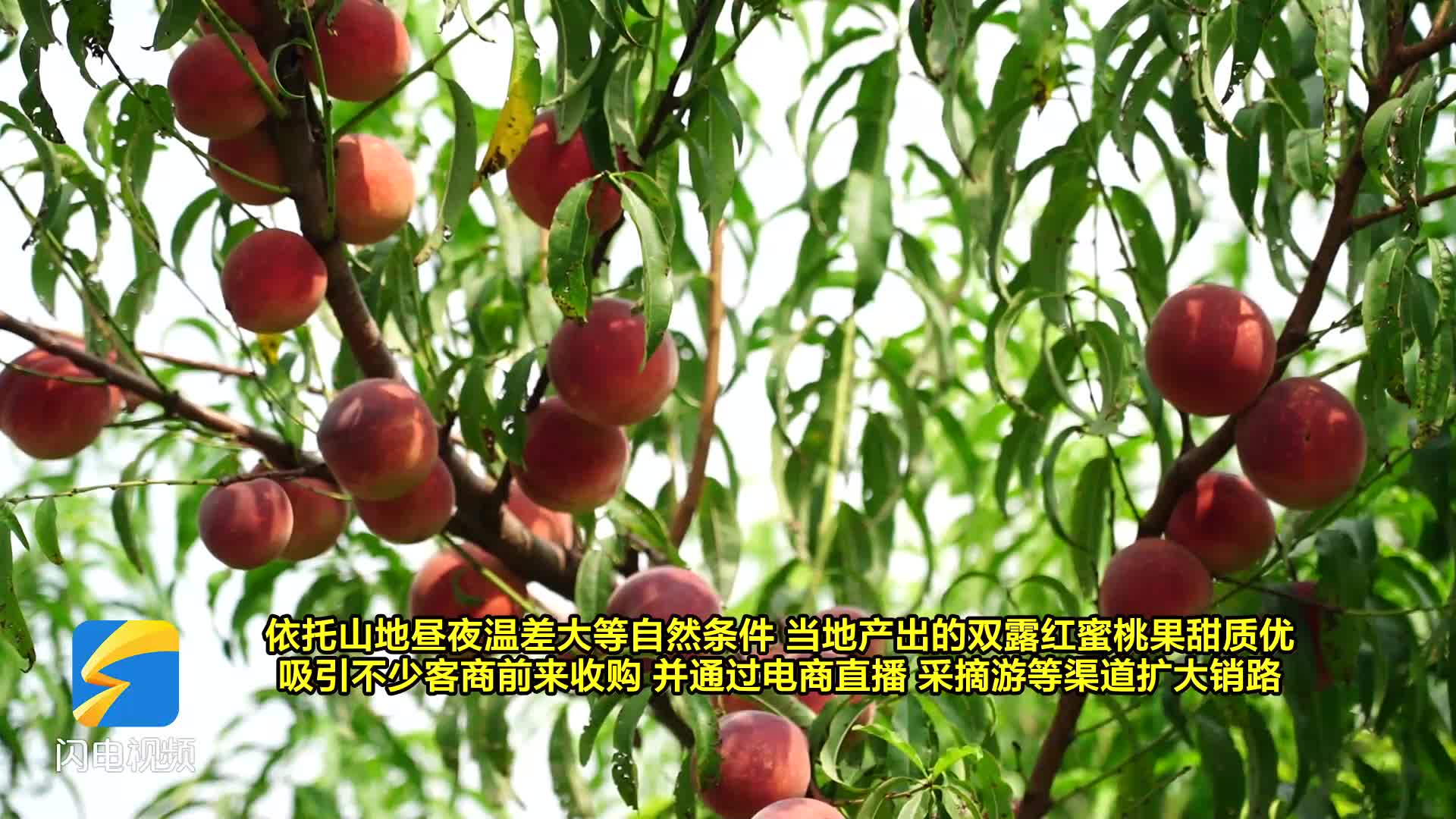 临朐寺头:蜜桃满枝头 果香富农家