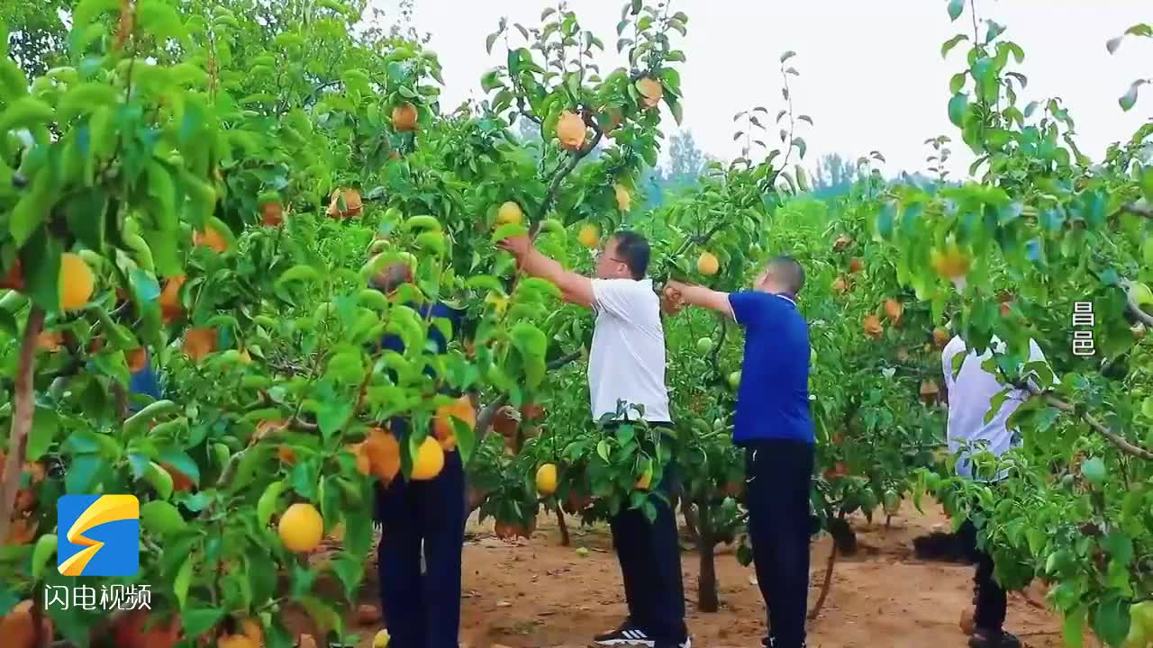 潍坊：硕果累累“醉”金秋