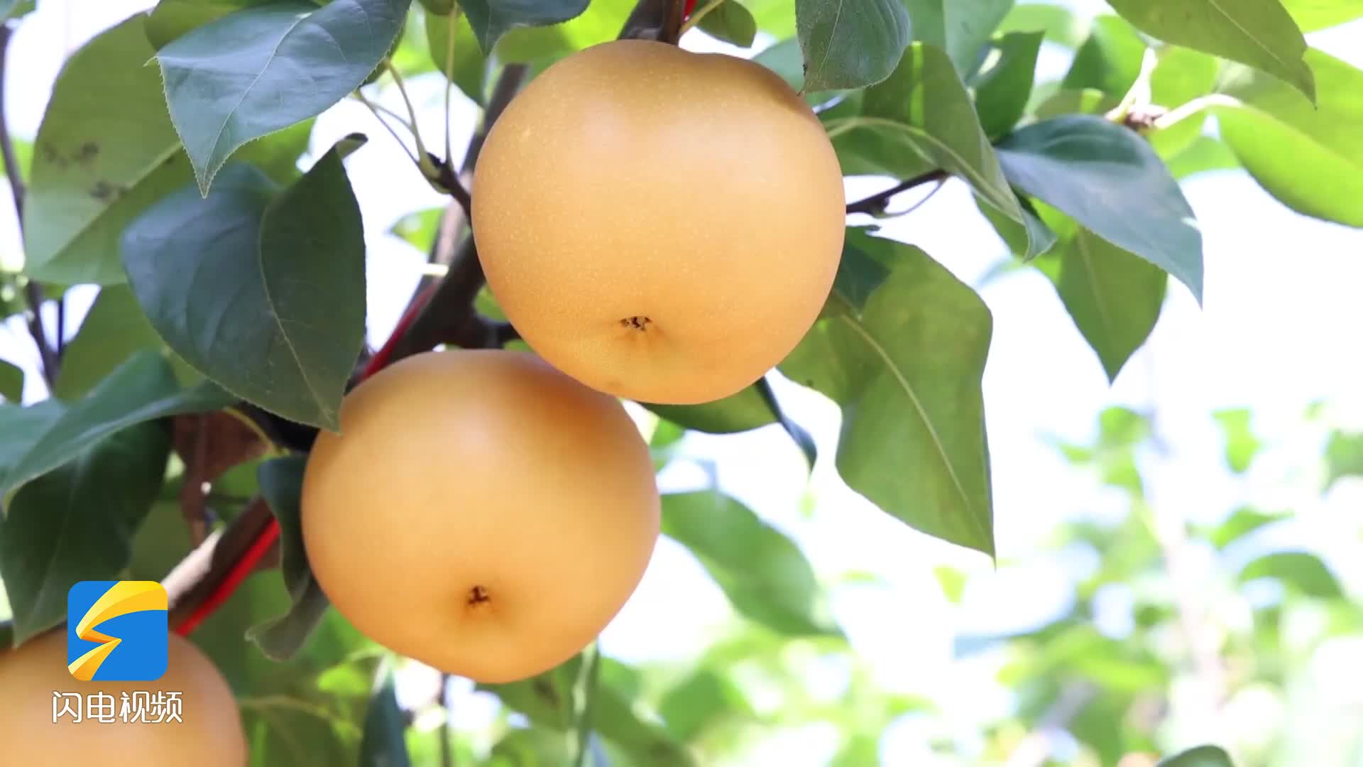 潍坊青州：34亩秋月梨上市