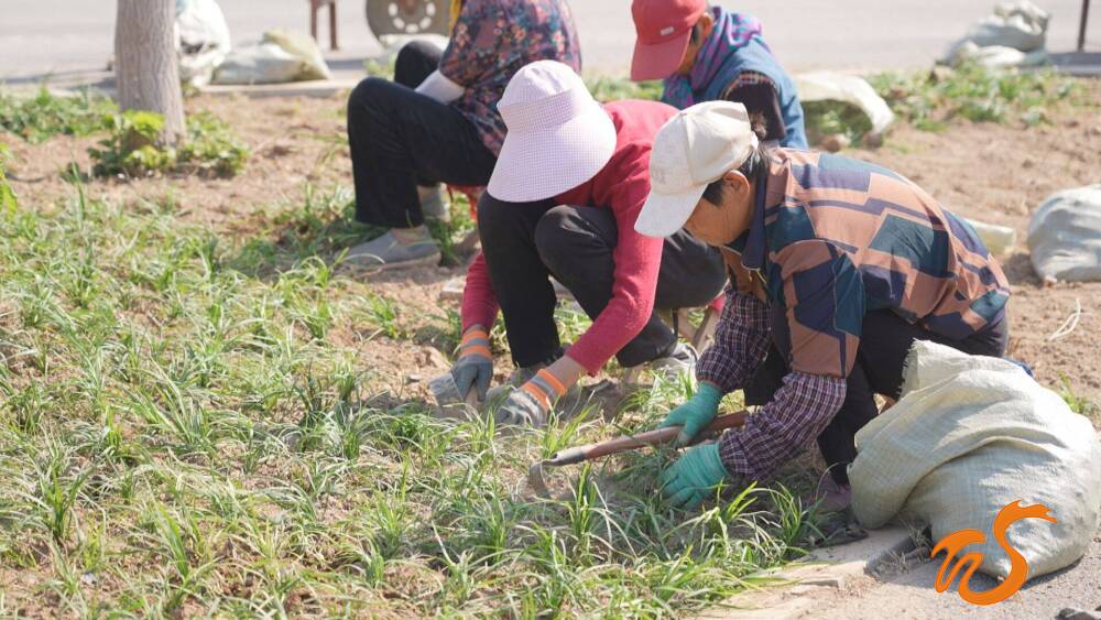 商河县争创国家园林城市共建生态绿色家园