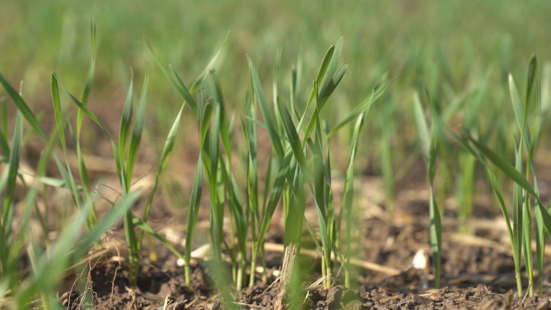 立冬前强降雨缓解冬小麦旱情