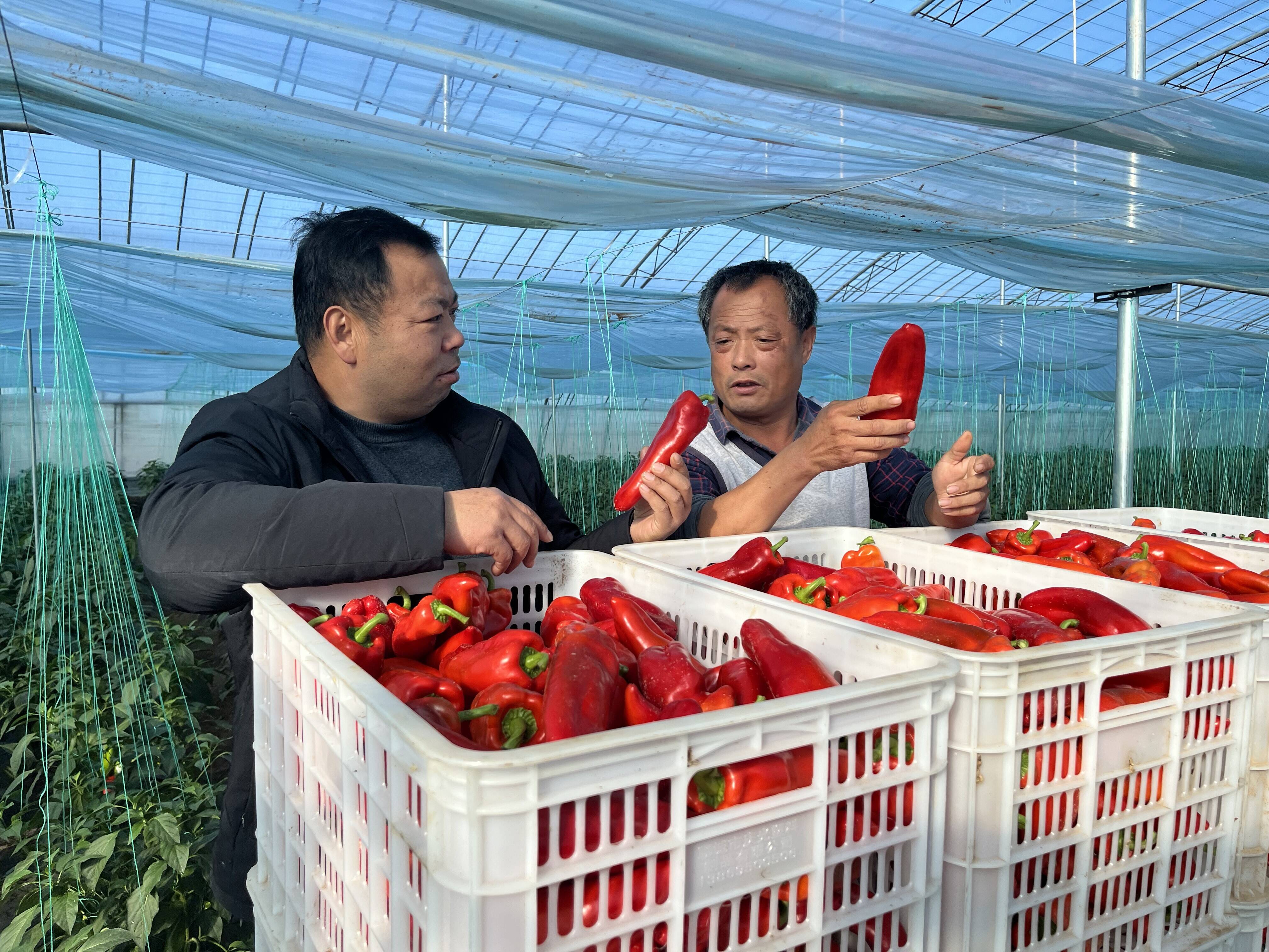 商河县孙集镇寨子村红泡椒喜获丰收映红乡村致富路