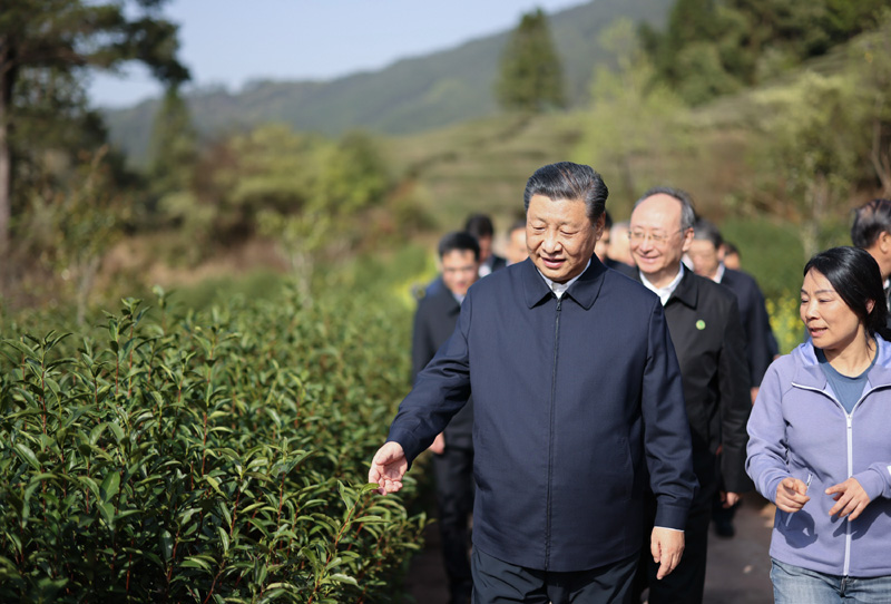 2021年3月22日下午，習(xí)近平在福建省南平市武夷山市星村鎮(zhèn)燕子窠生態(tài)茶園，察看春茶長(zhǎng)勢(shì)，了解當(dāng)?shù)夭璁a(chǎn)業(yè)發(fā)展情況。