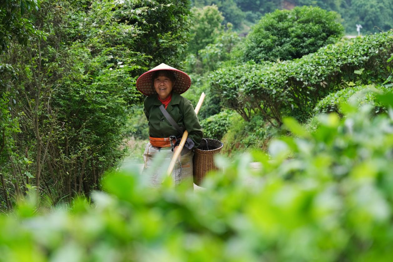 2024年4月24日，湖南省衡陽市耒陽市龍?zhí)伶?zhèn)江頭貢茶葉種植專業(yè)合作社，村民在茶山采摘茶葉，實(shí)現(xiàn)了家門口就業(yè)。