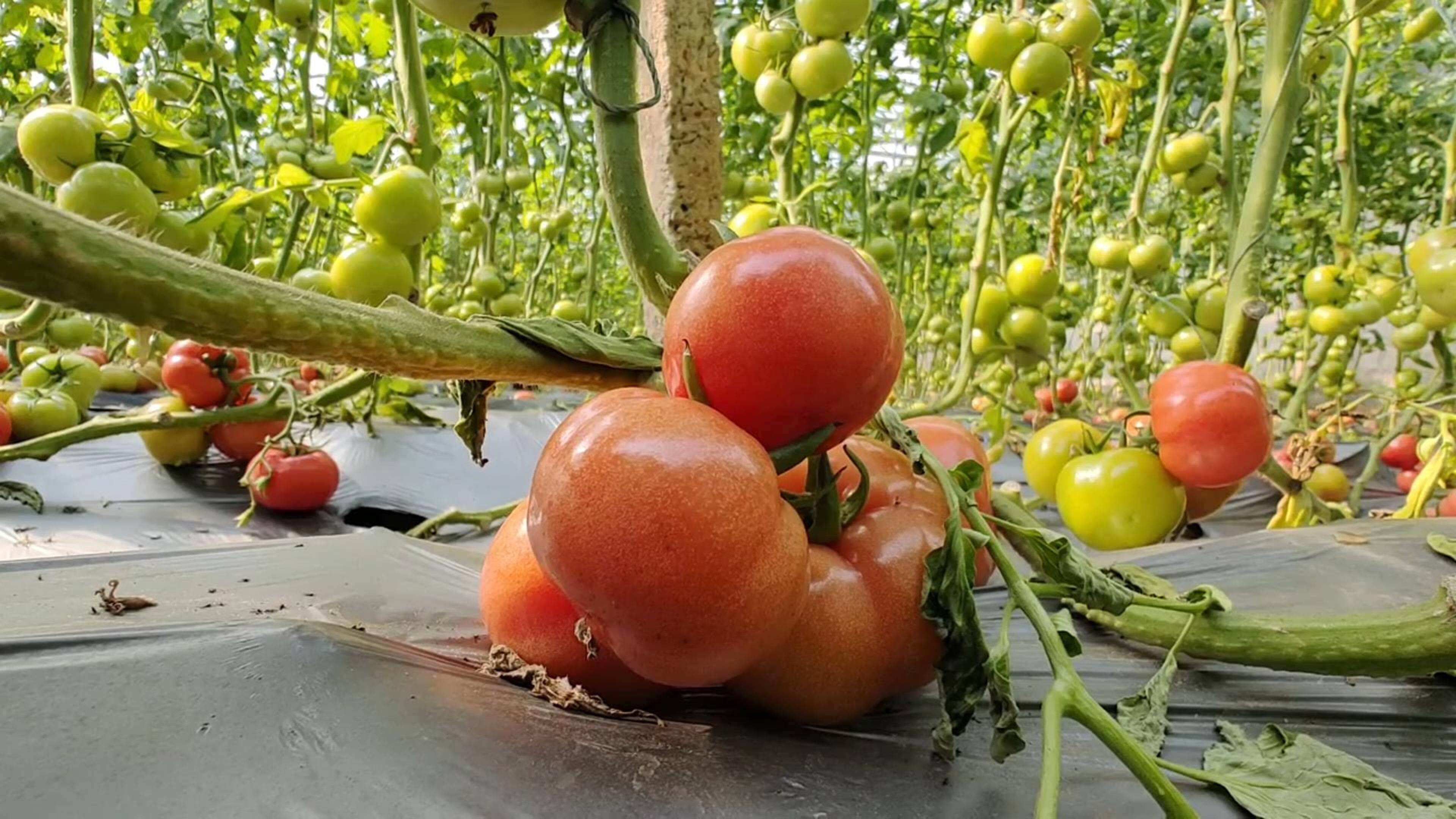 滕州市鲍沟镇邢庄村:沙瓤西红柿变身村民的致富果