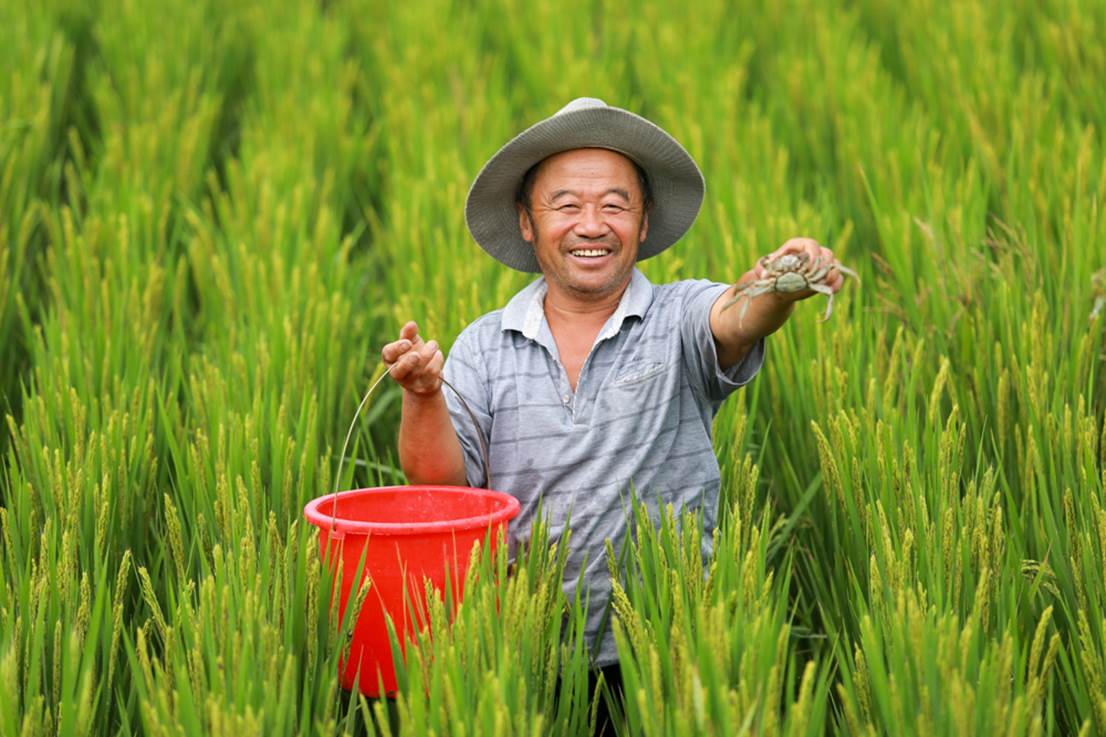 蓑衣樊村水稻、螃蟹双丰收时,村民在捕捉稻田蟹。朱笑摄