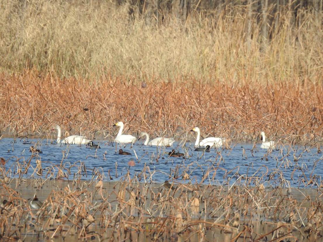 天鹅在此栖息。孟庆吉摄