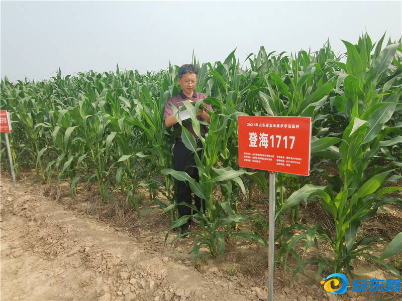 最美东营人徐化凌黄河三角洲盐碱地种业创新践行者