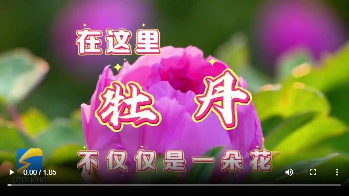 从一朵花,到一个产业链! 穿越千年风华,打卡菏泽牡丹季的满园 从一朵花,到一个产业链! 穿越千年风华,打卡菏泽牡丹季的满园