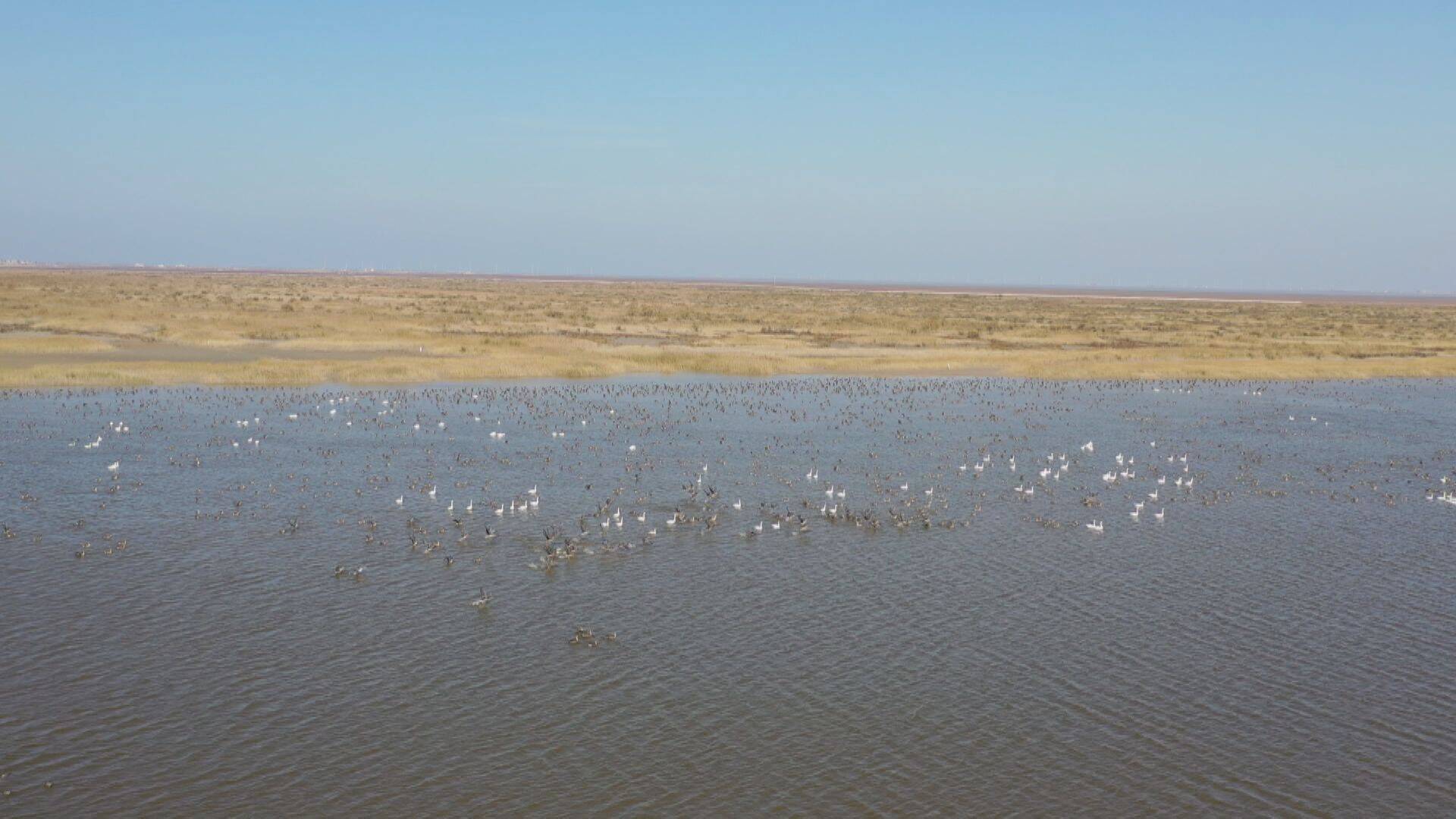 黄河三角洲自然保护区湿地景色怡人