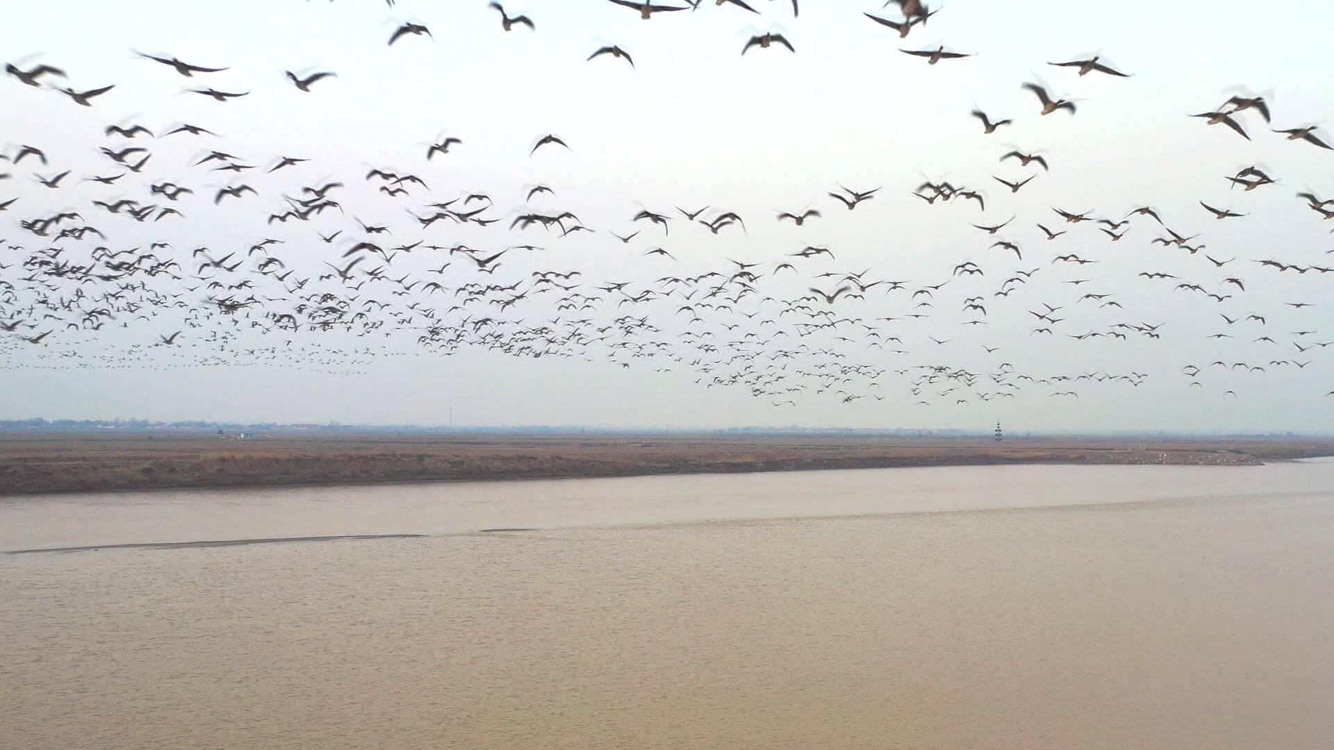 东营利津大雁北归成春潮生态黄河美如画