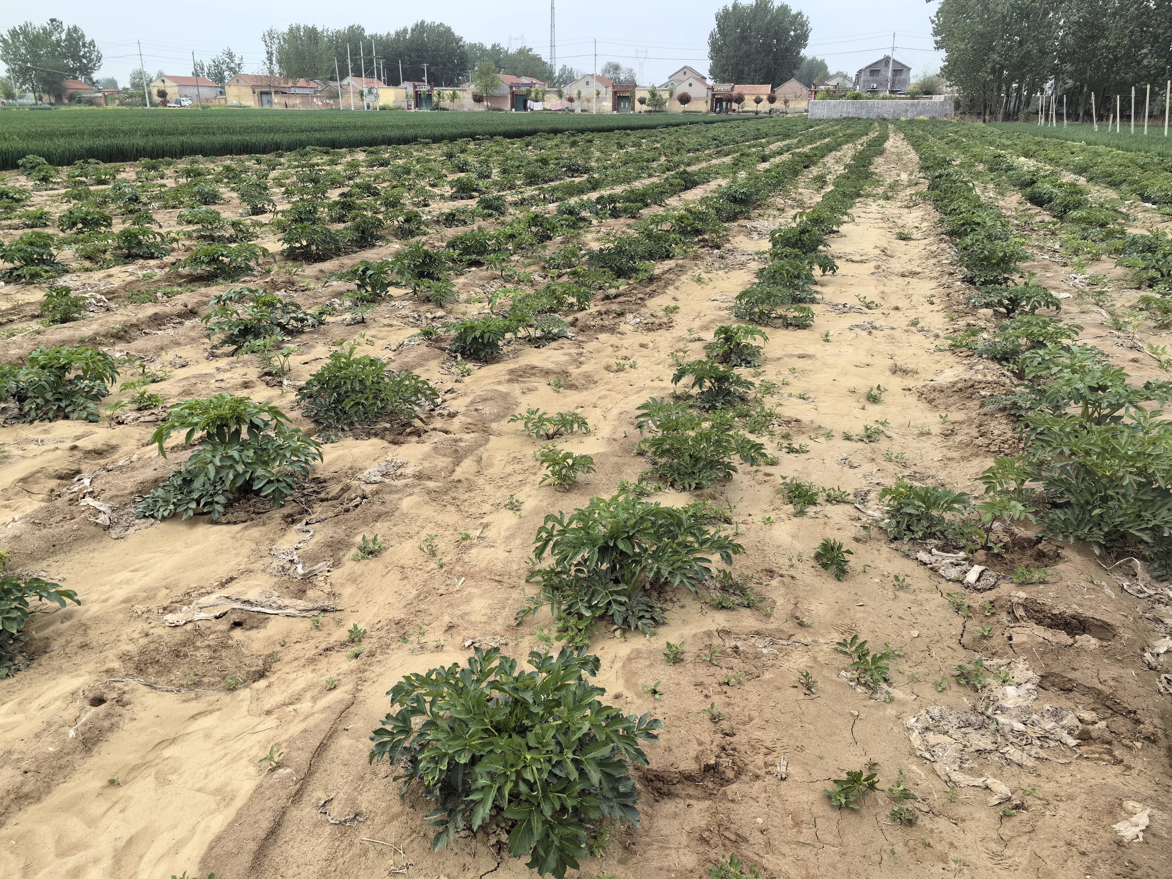郓城县陈坡乡:"白芷"种植 助力乡村振兴
