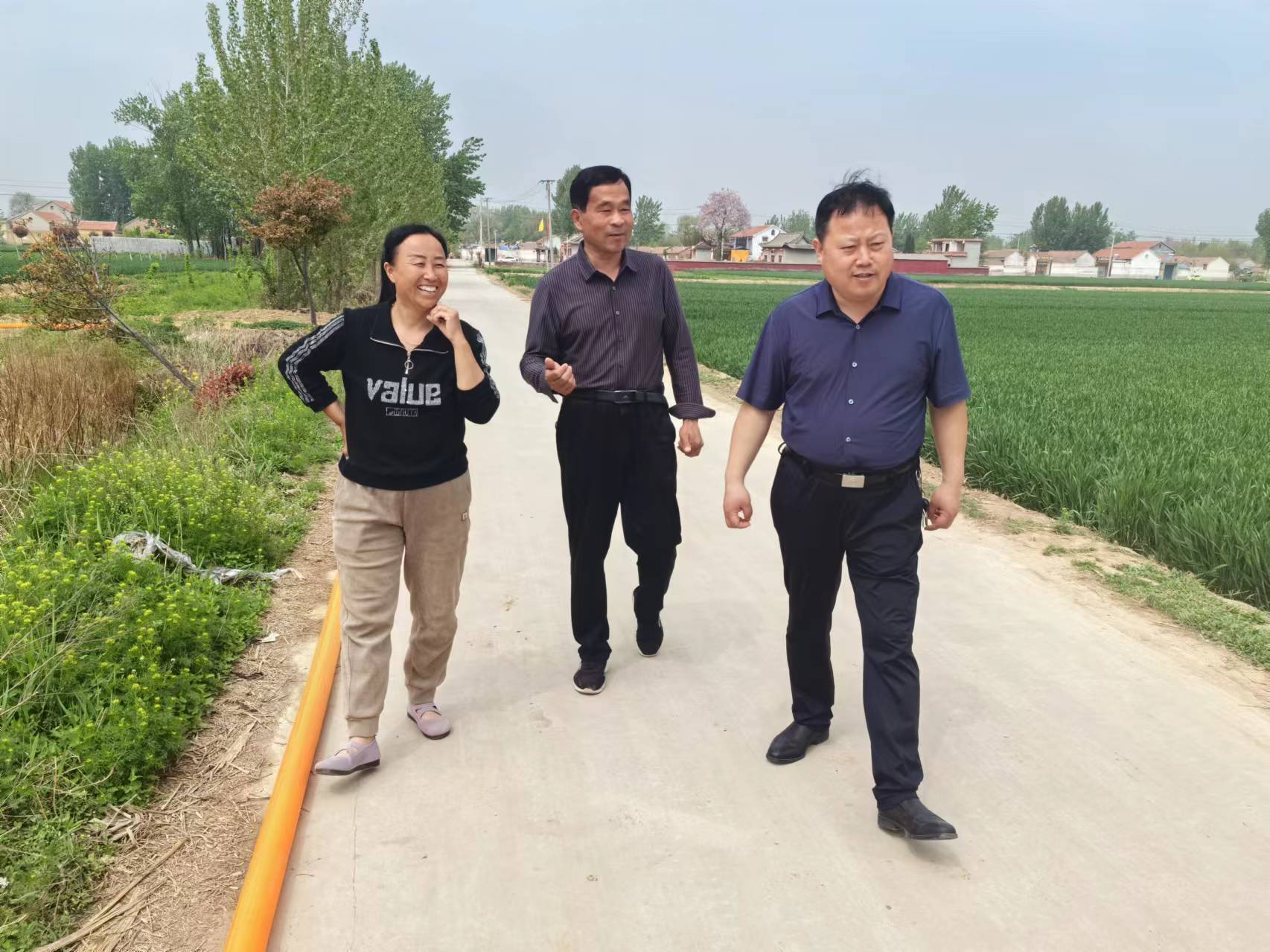 郓城县陈坡乡:"白芷"种植 助力乡村振兴