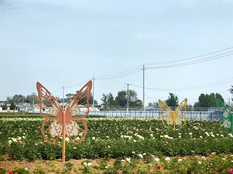 吴店镇的空气中弥漫着浓郁的花香。郜玉华摄